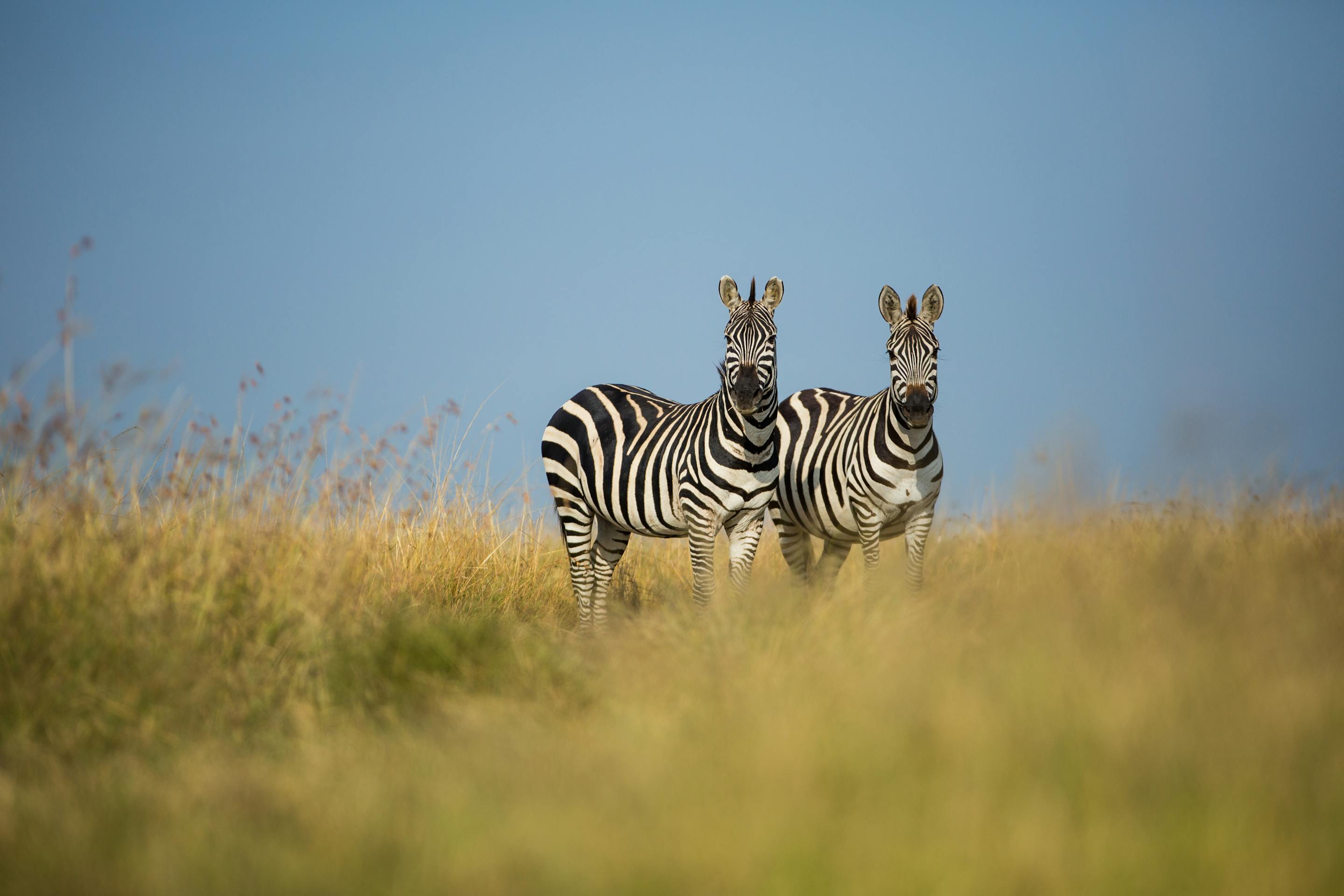 A zebra stands in golden savannah grass, its striped coat sharply defined against a soft blue sky behind.