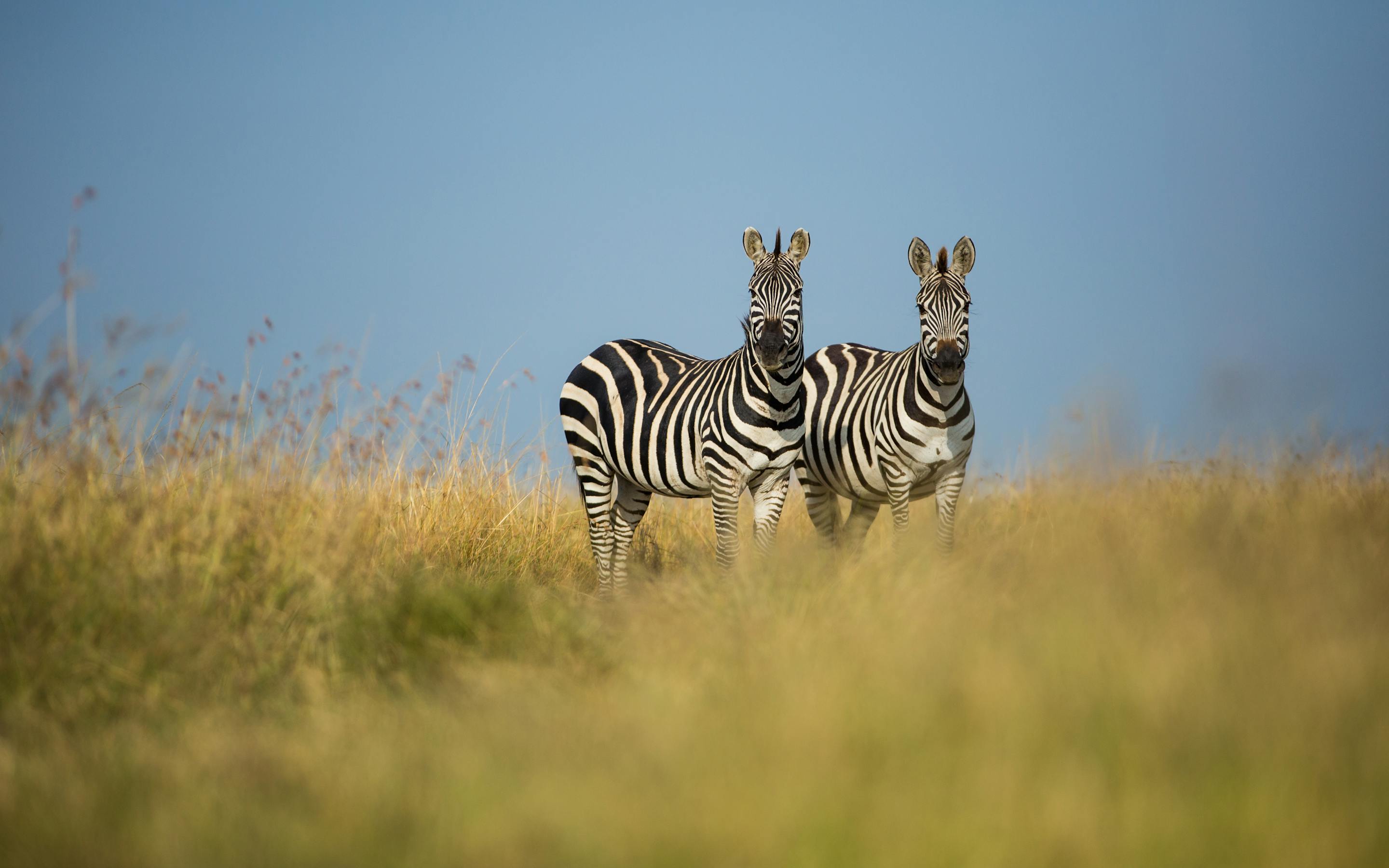 A zebra stands in golden savannah grass, its striped coat sharply defined against a soft blue sky behind.