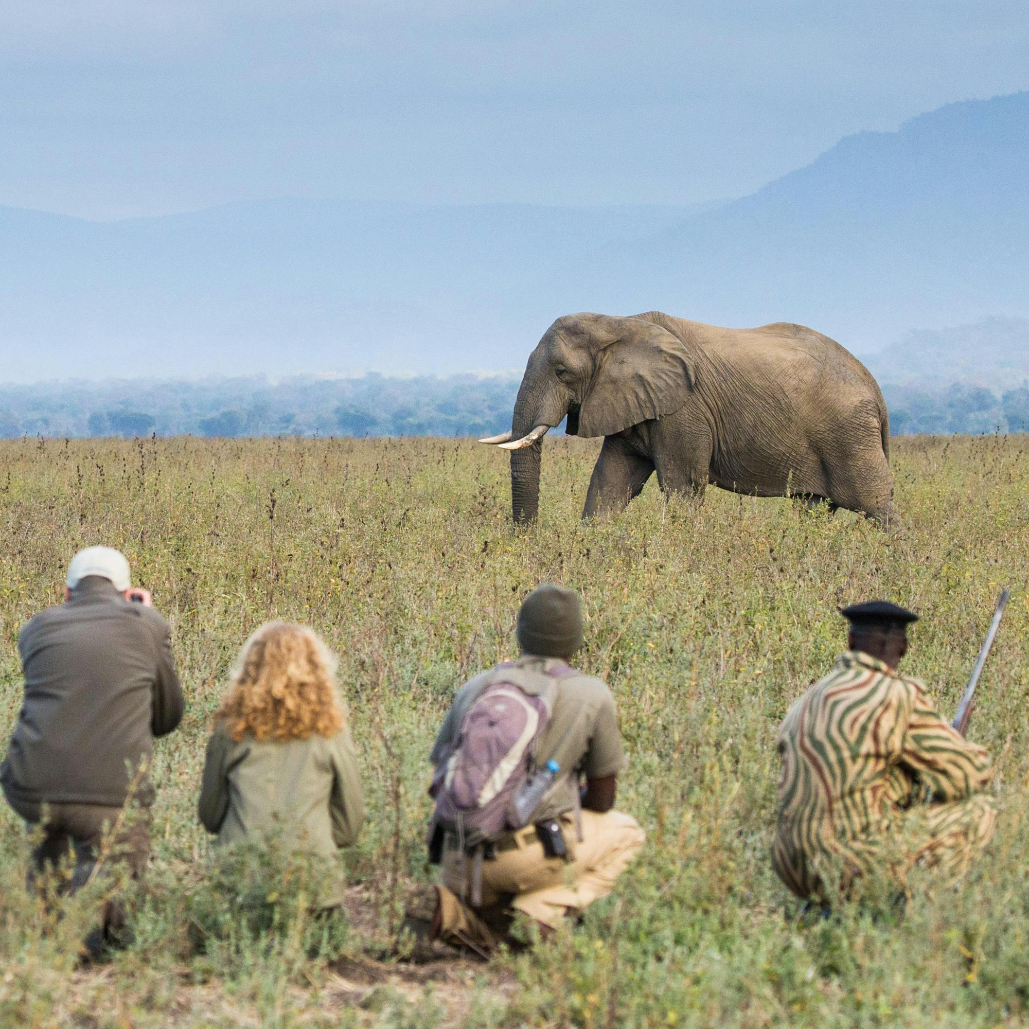Four people sit in tall grass watching elephants cross the plain, with soft morning haze hanging in the air.