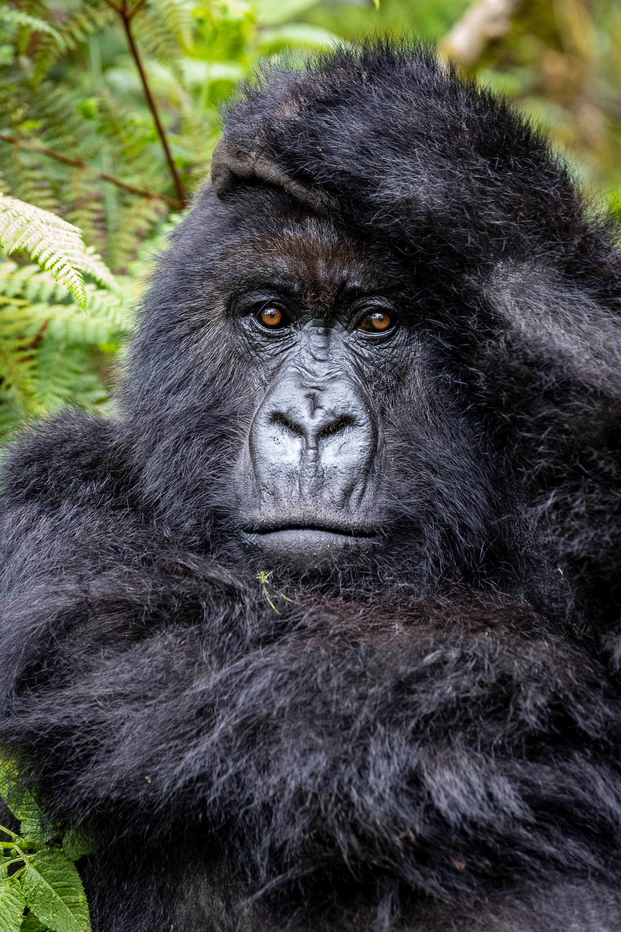 Tight portrait of a gorilla with dark fur and a steady gaze, set against a soft green forest background in dappled light.