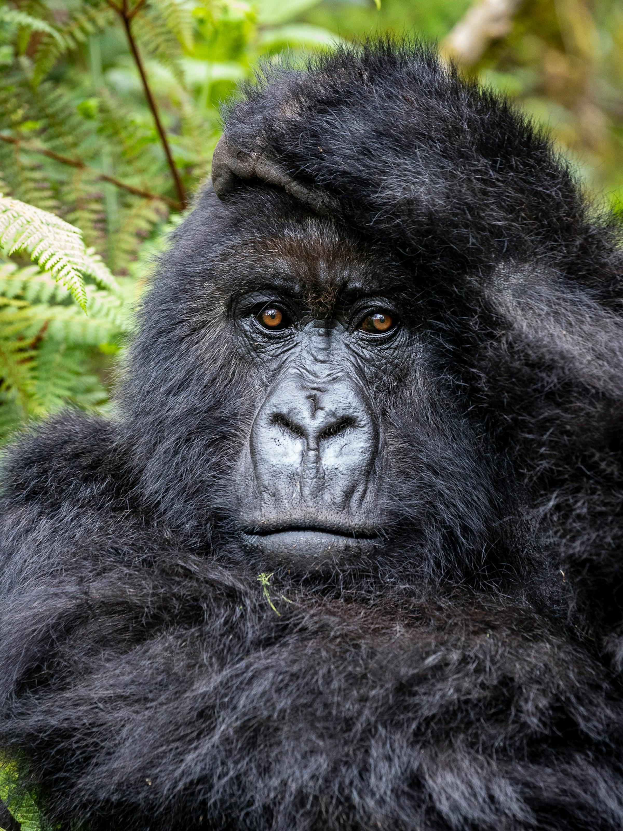 Tight portrait of a gorilla with dark fur and a steady gaze, set against a soft green forest background in dappled light.