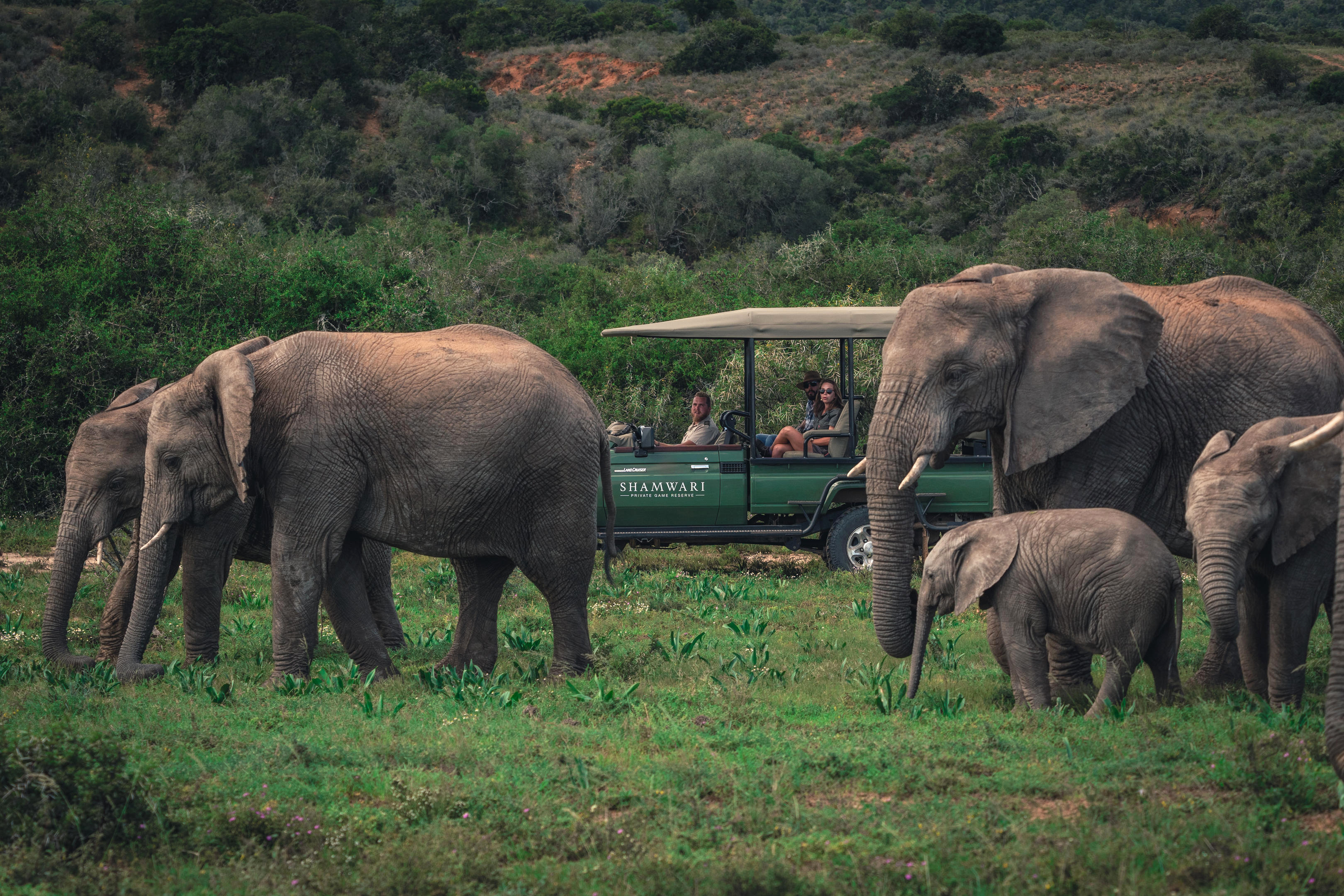 Elephants stand on a sandy riverbank beside calm water, with green trees and distant hills behind under a soft sky.