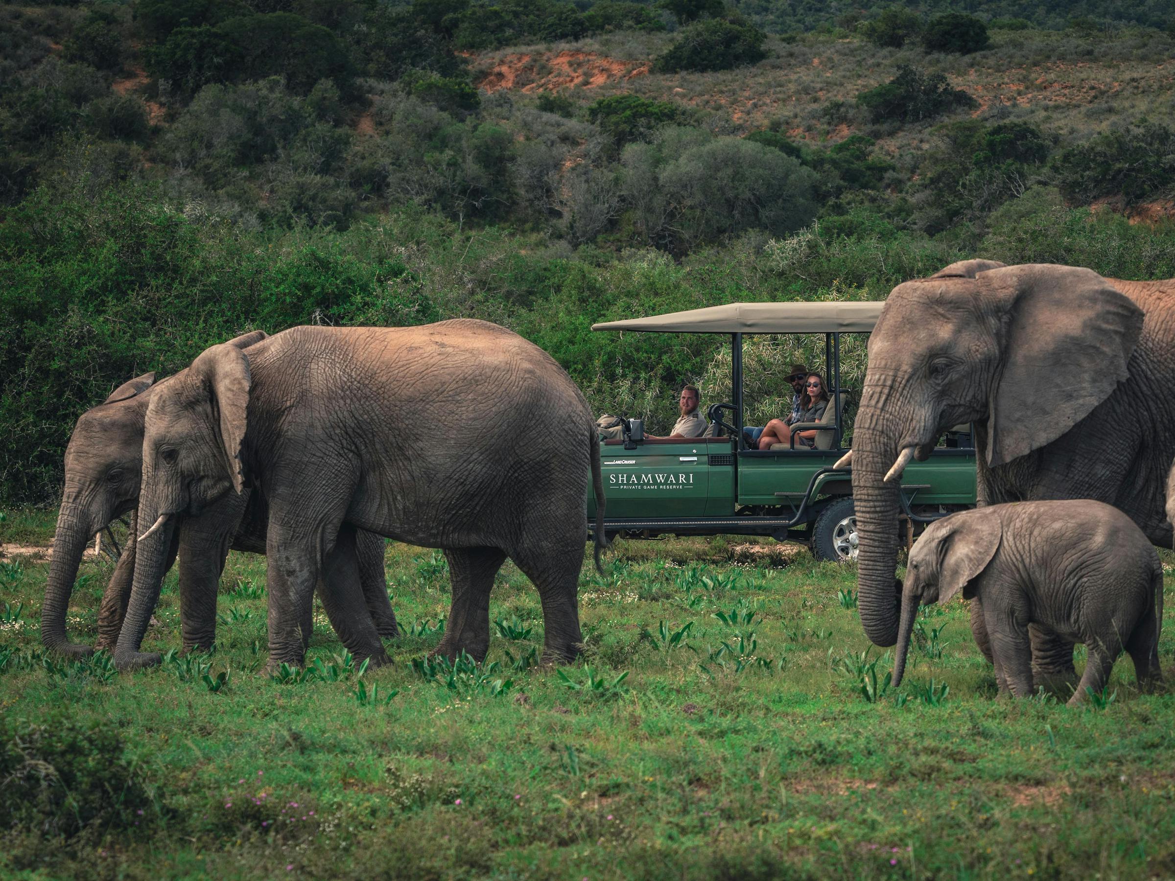 Elephants stand on a sandy riverbank beside calm water, with green trees and distant hills behind under a soft sky.