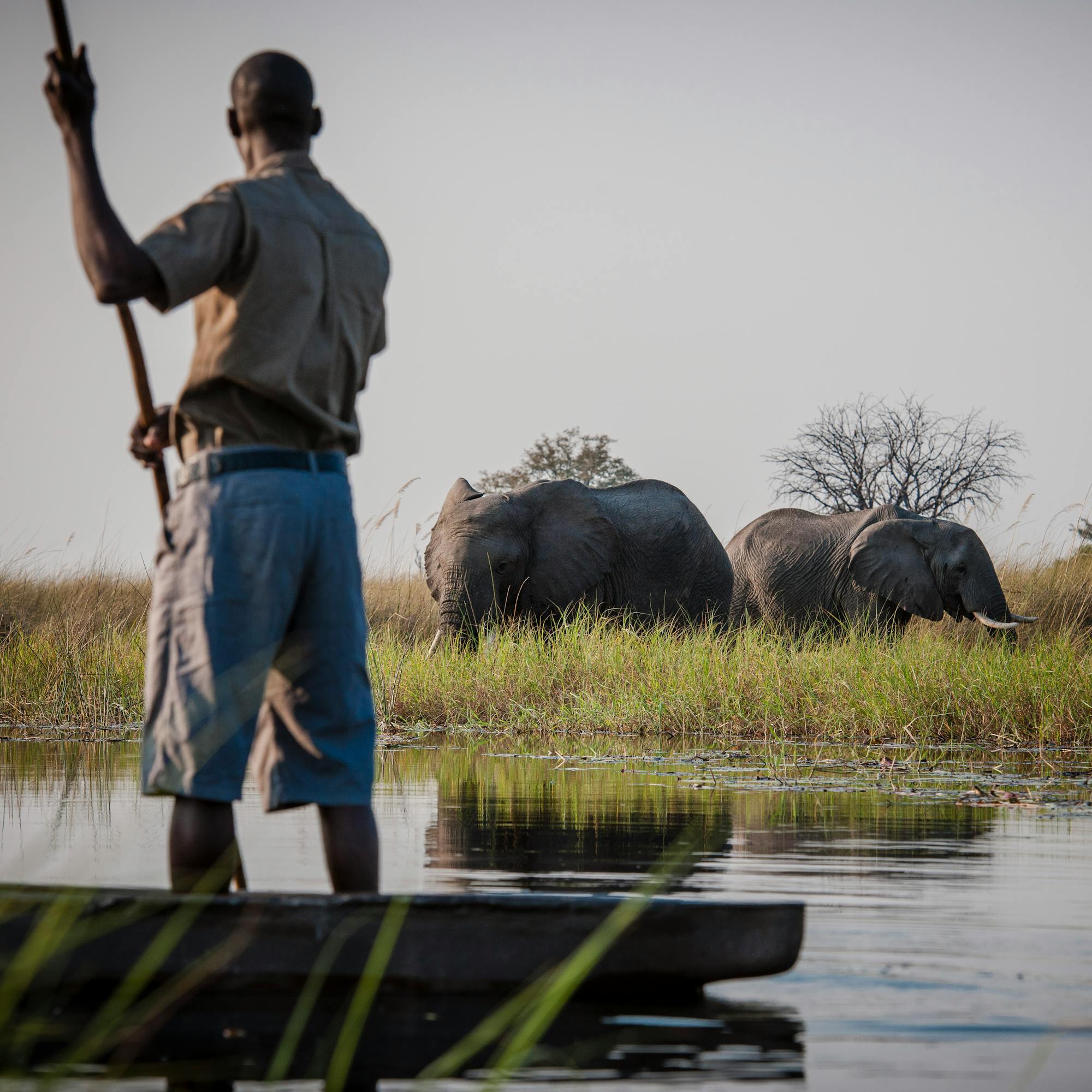 A mokoro canoe moves along a reed-lined channel as an elephant stands partly submerged in the water ahead.