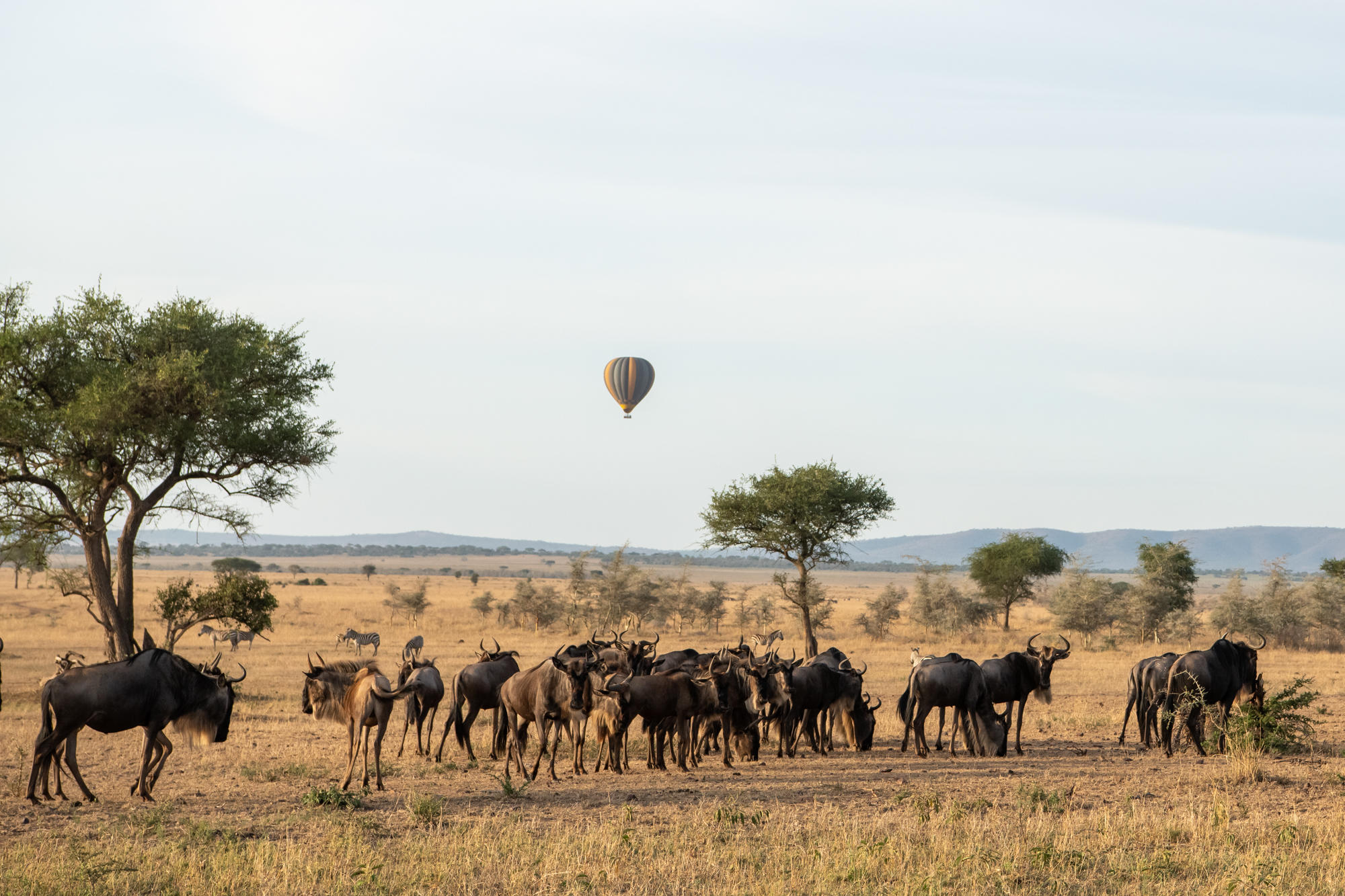 A hot air balloon floats above a large wildebeest herd on open plains, casting long shadows in dust.