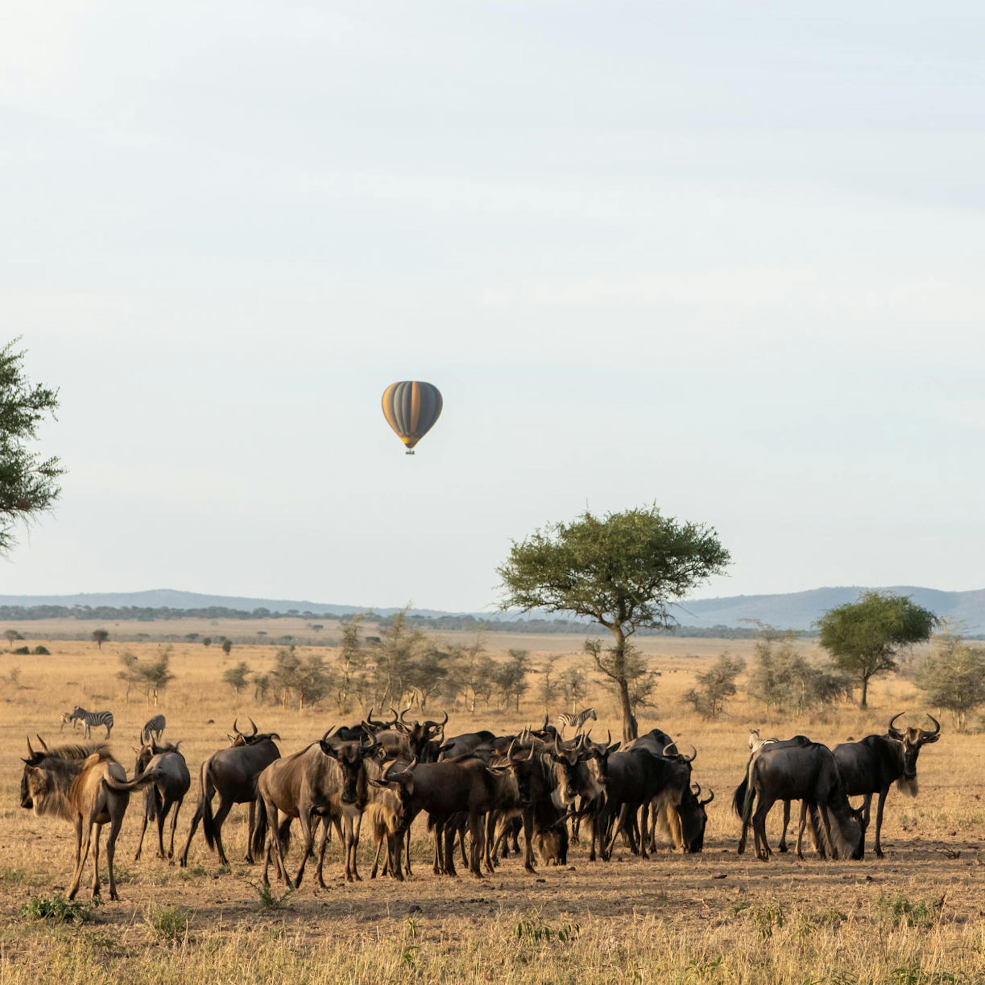 A hot air balloon floats above a large wildebeest herd on open plains, casting long shadows in dust.