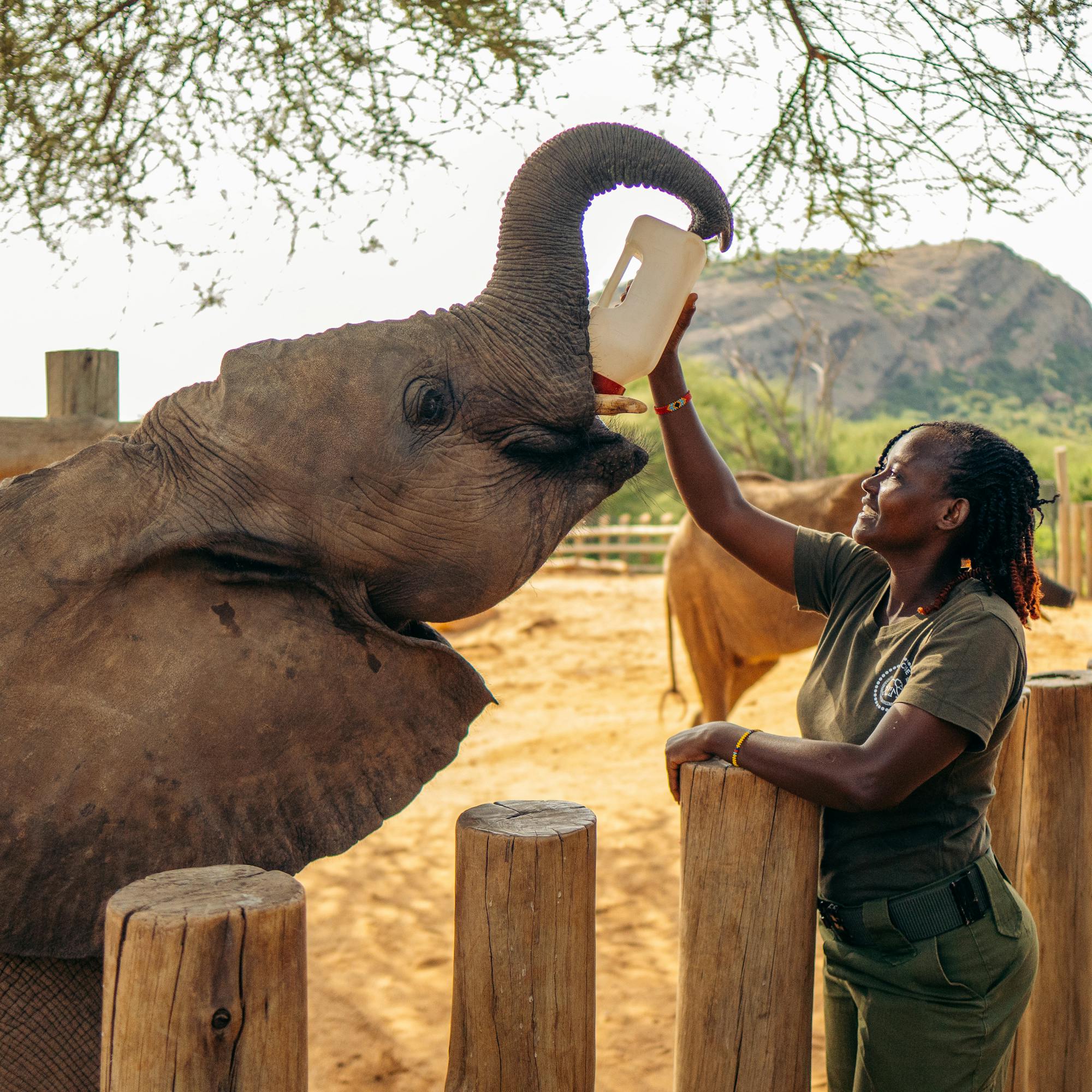 A caretaker bottle-feeds a young elephant over a wooden fence in a sandy enclosure with mountains behind.