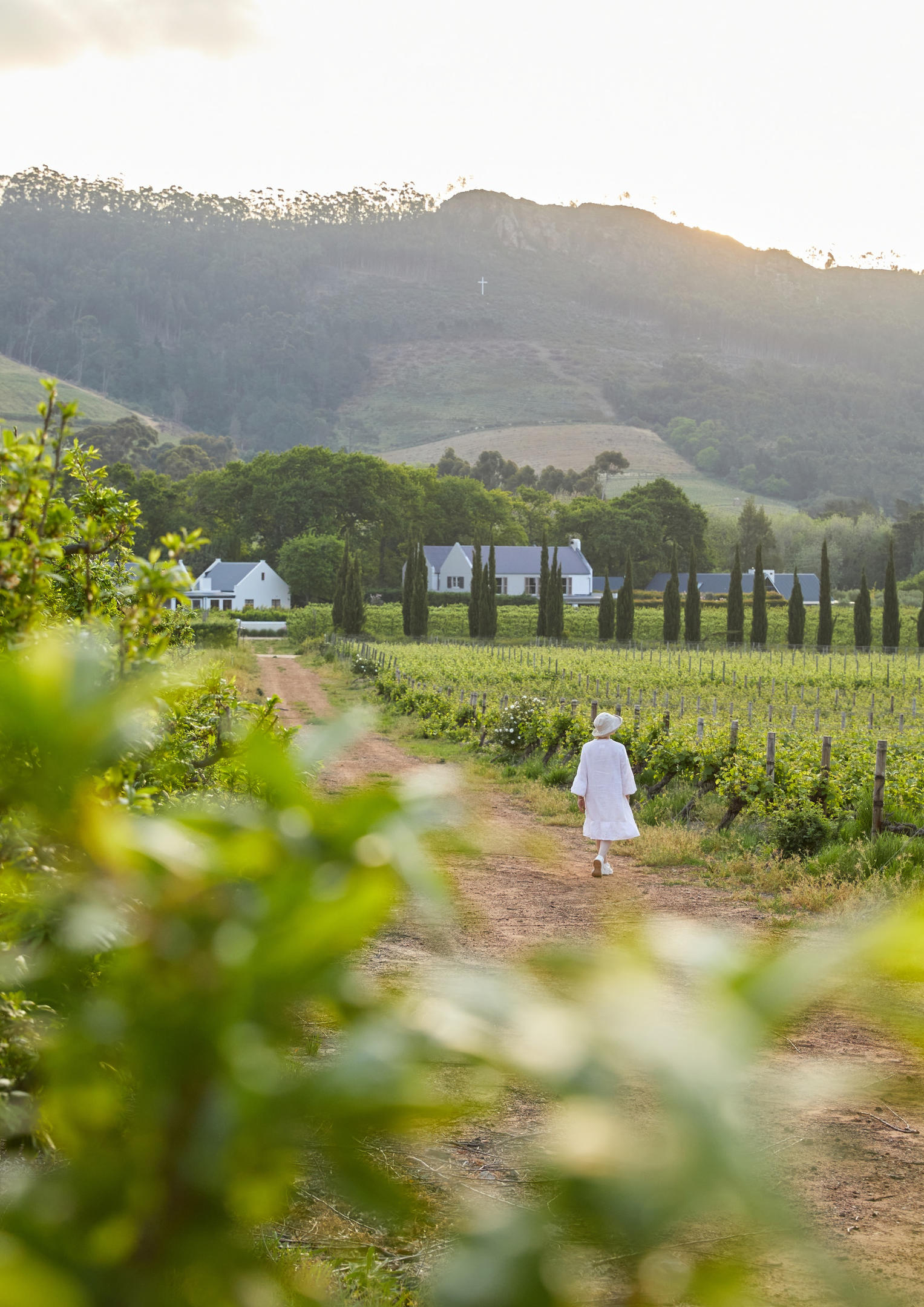 Neat vineyard rows stretch across a green valley, with a farmhouse and mountains beneath a bright sky in the distance.