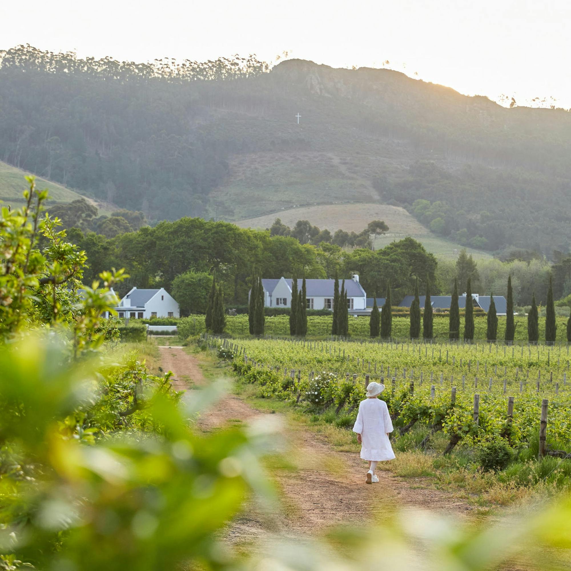 Neat vineyard rows stretch across a green valley, with a farmhouse and mountains beneath a bright sky in the distance.