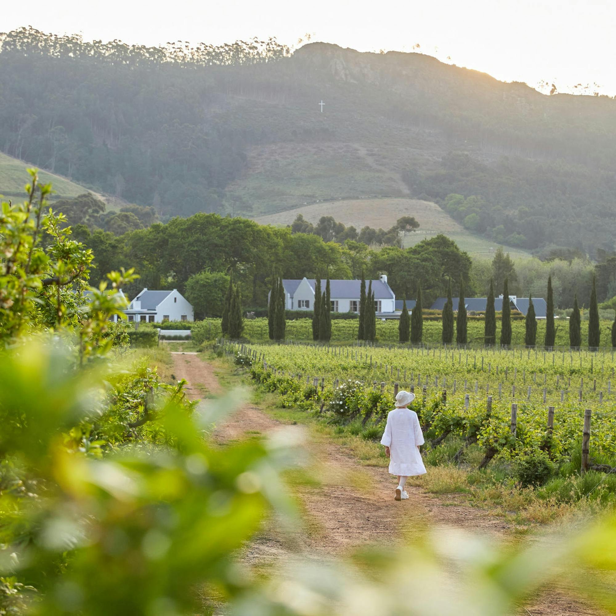 Neat vineyard rows stretch across a green valley, with a farmhouse and mountains beneath a bright sky in the distance.