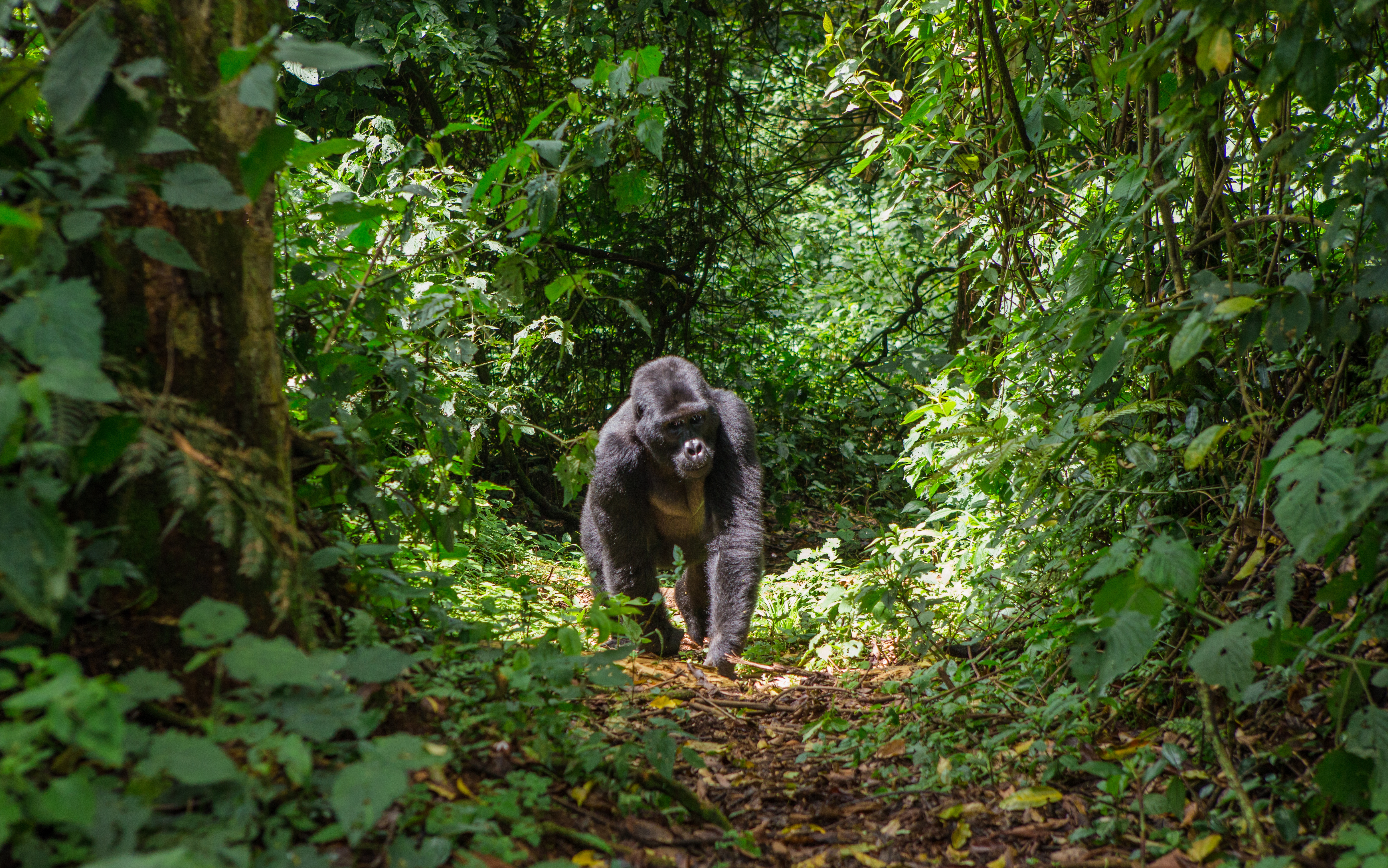 A gorilla walks toward the camera along a narrow forest path surrounded by dense green vegetation and dappled light.