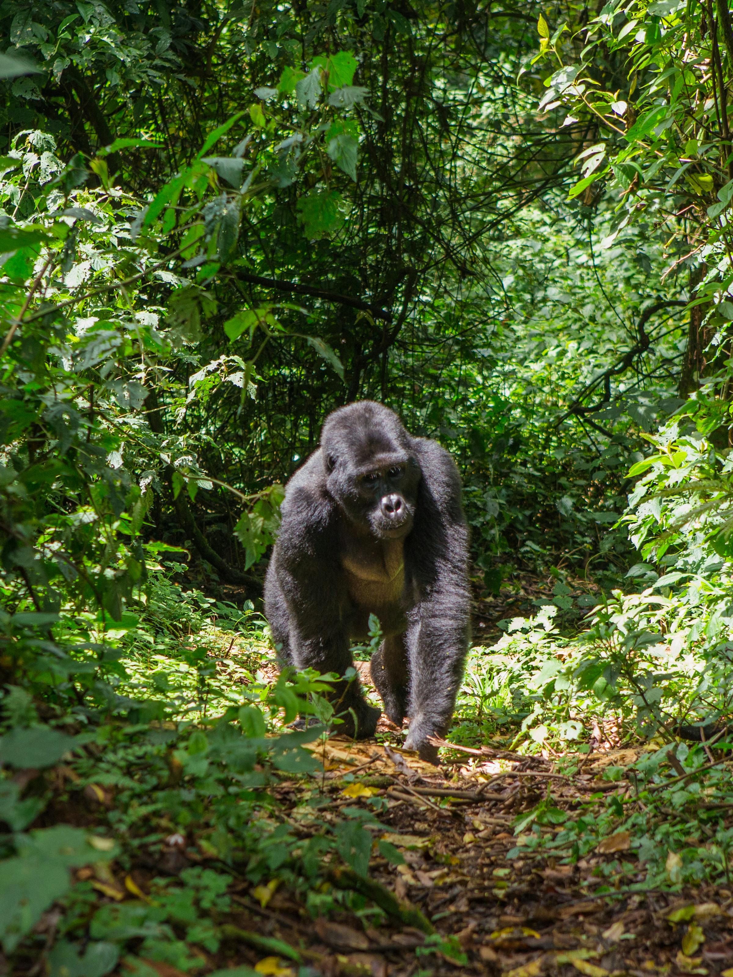 A gorilla walks toward the camera along a narrow forest path surrounded by dense green vegetation and dappled light.