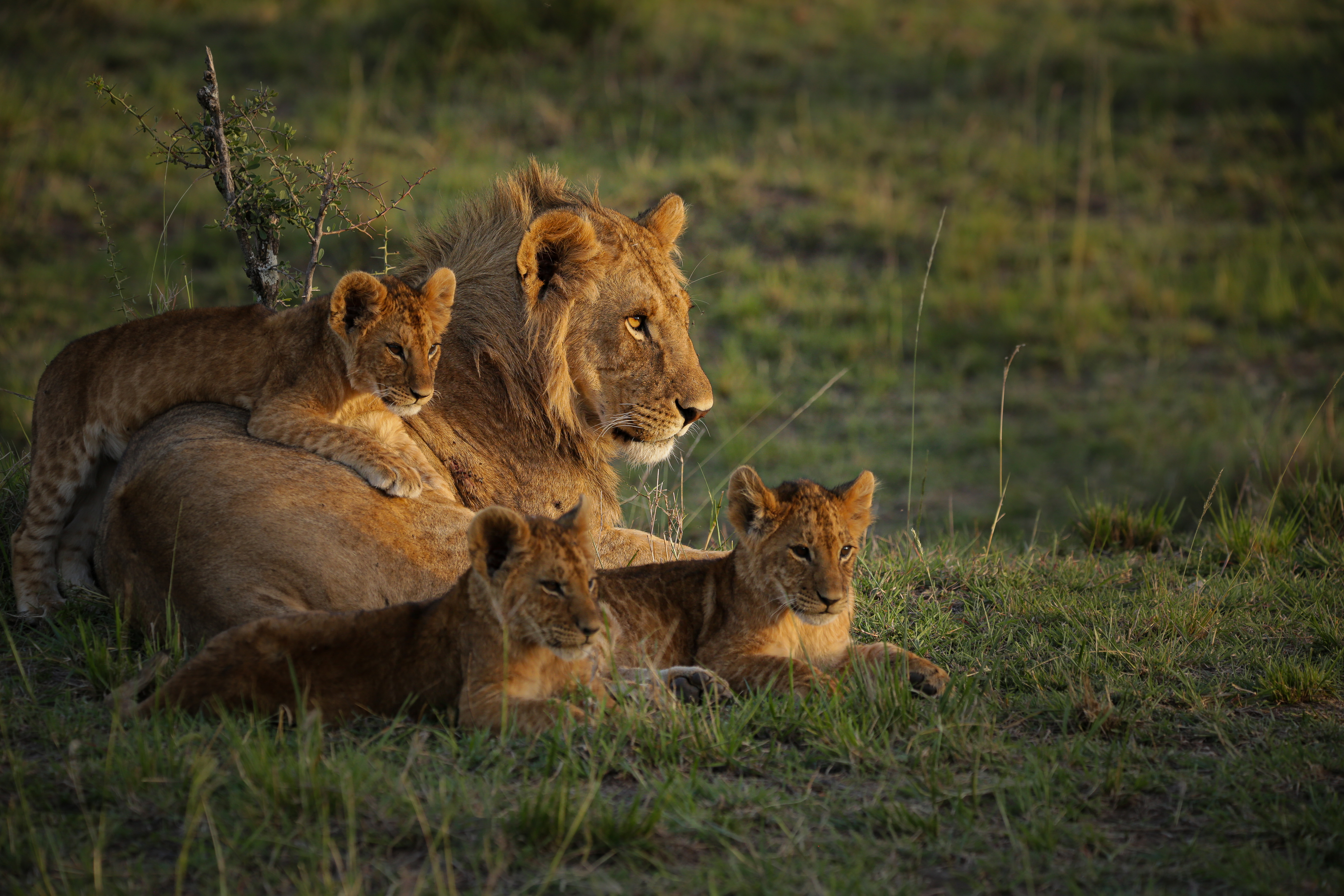 A male lion rests in short grass with two cubs nestled beside him in warm, low sunlight.