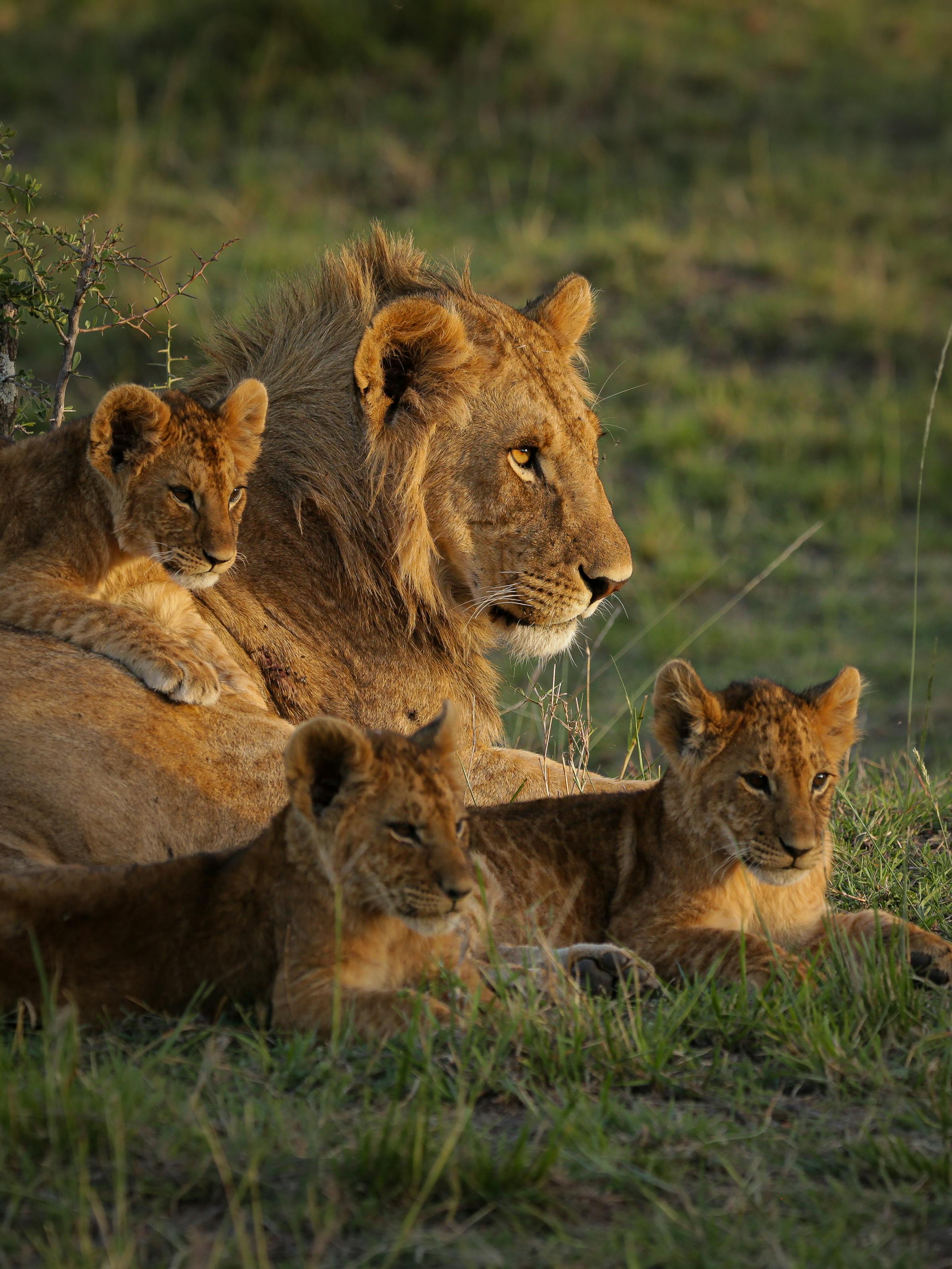 A male lion rests in short grass with two cubs nestled beside him in warm, low sunlight.