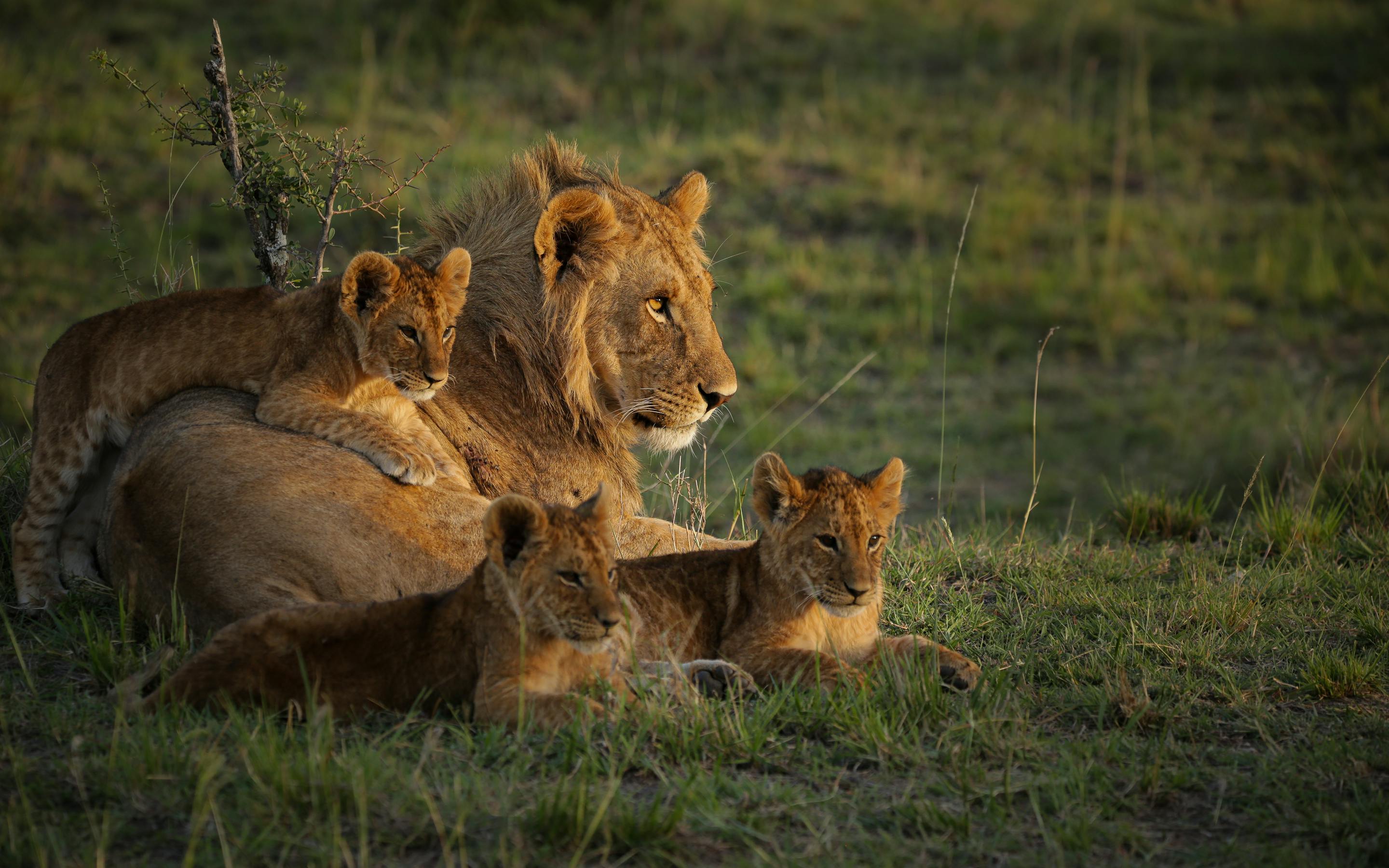A male lion rests in short grass with two cubs nestled beside him in warm, low sunlight.