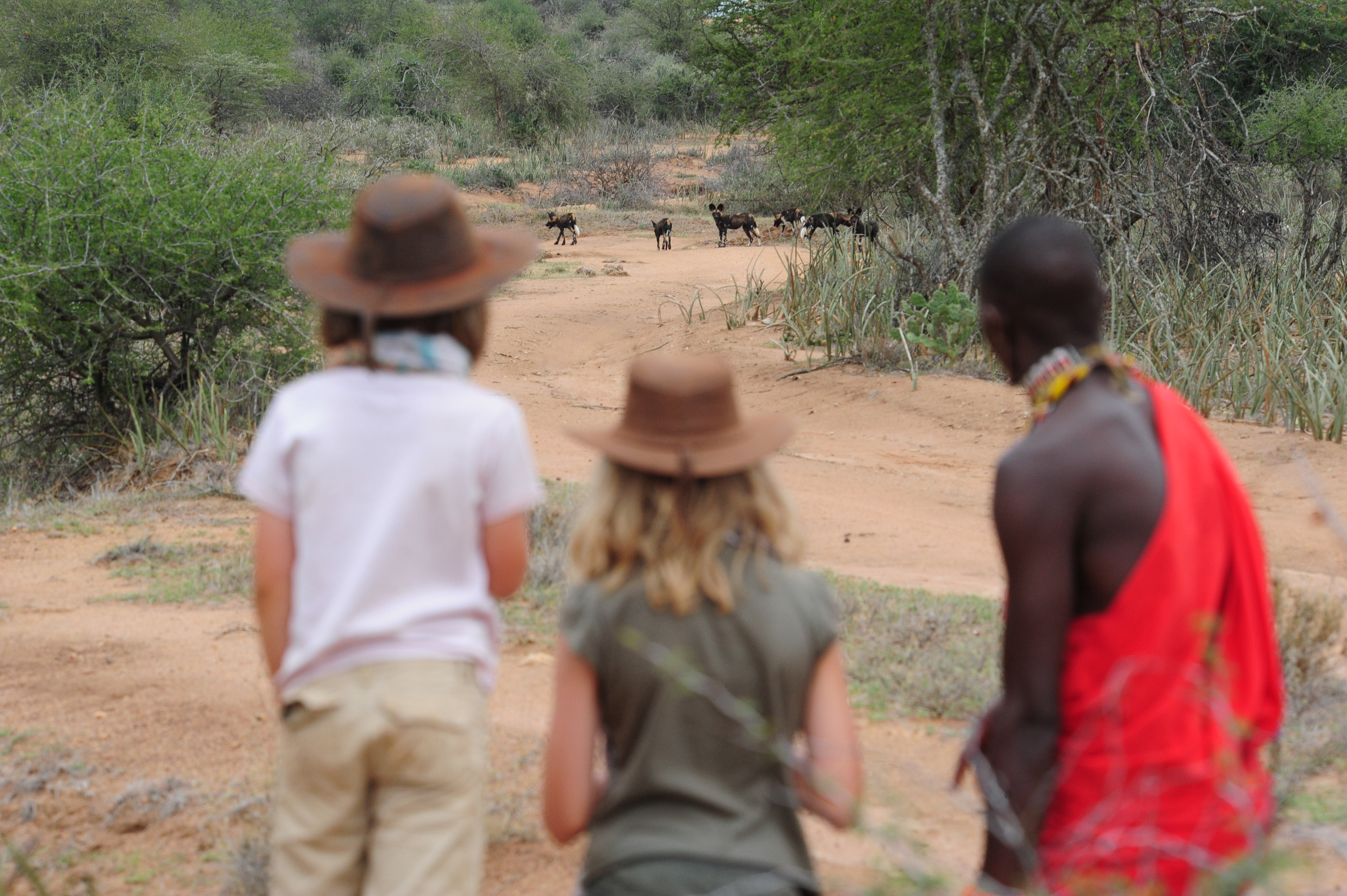 Travelers walk through open bushland on a walking safari, with low shrubs, acacia trees, and rocky hills.