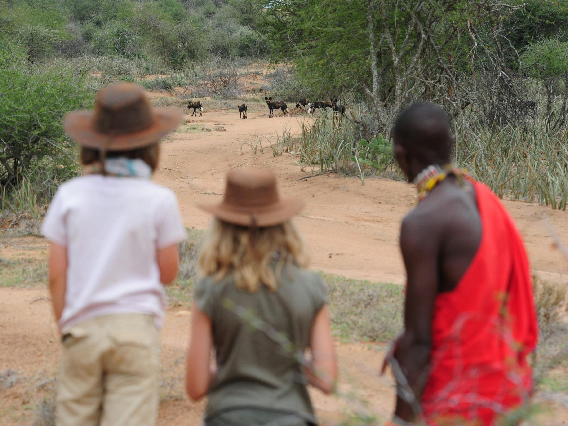 Travelers walk through open bushland on a walking safari, with low shrubs, acacia trees, and rocky hills.