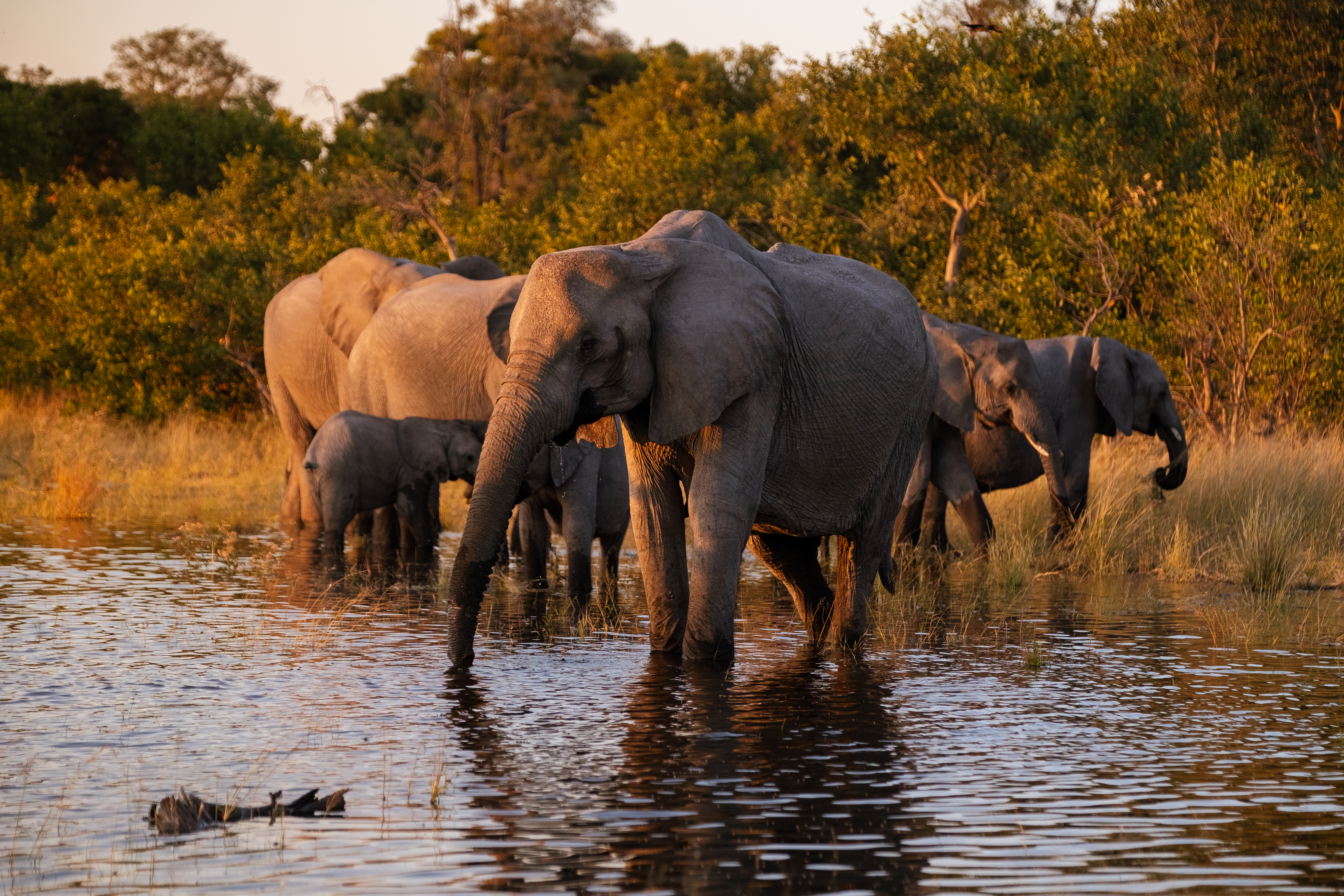 A herd of elephants wades through shallow water in warm light, with a calf close beside the adults near the bank.