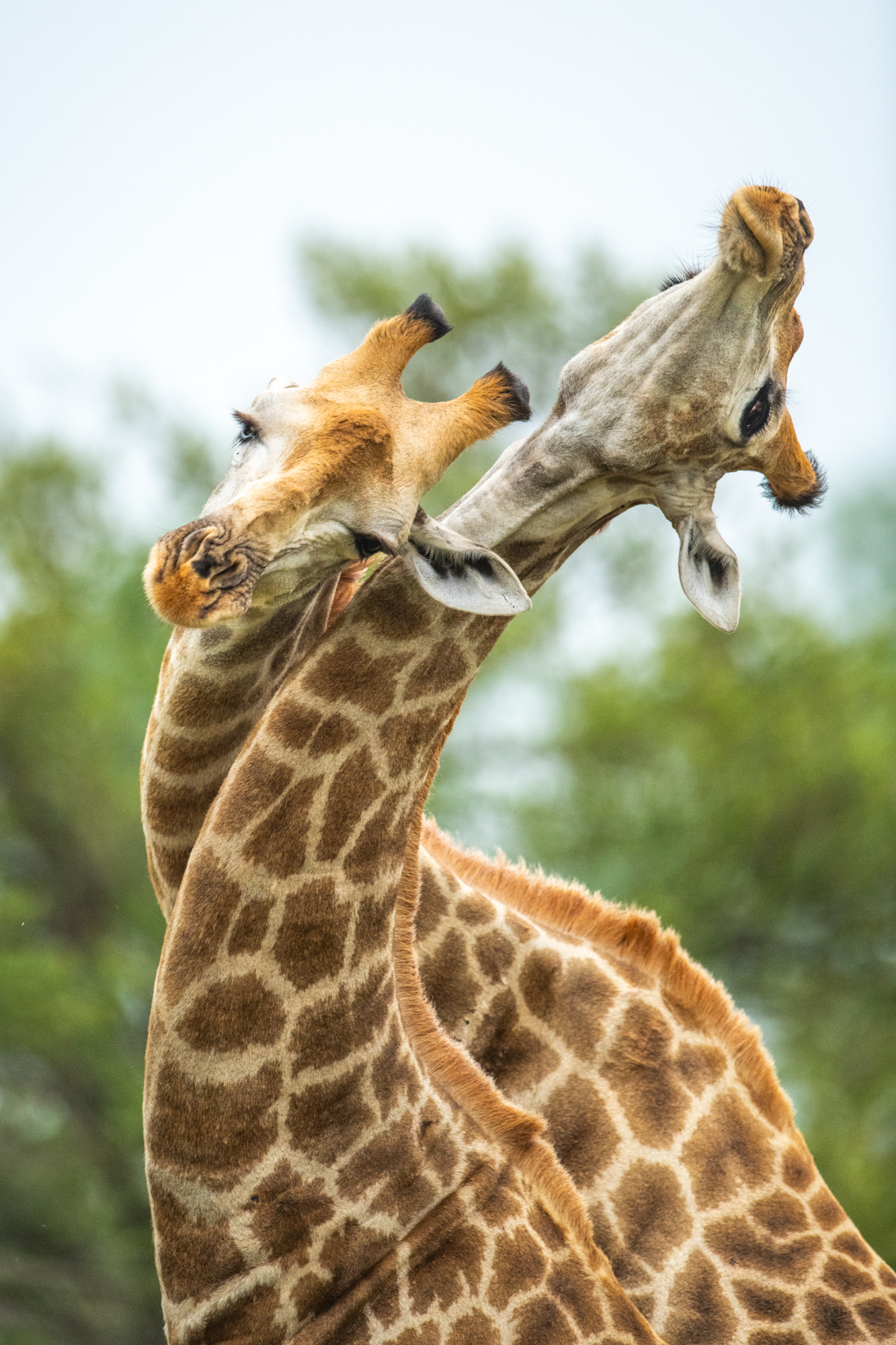 Close-up of a giraffe face and patterned neck, with soft light and blurred bushland in the background.