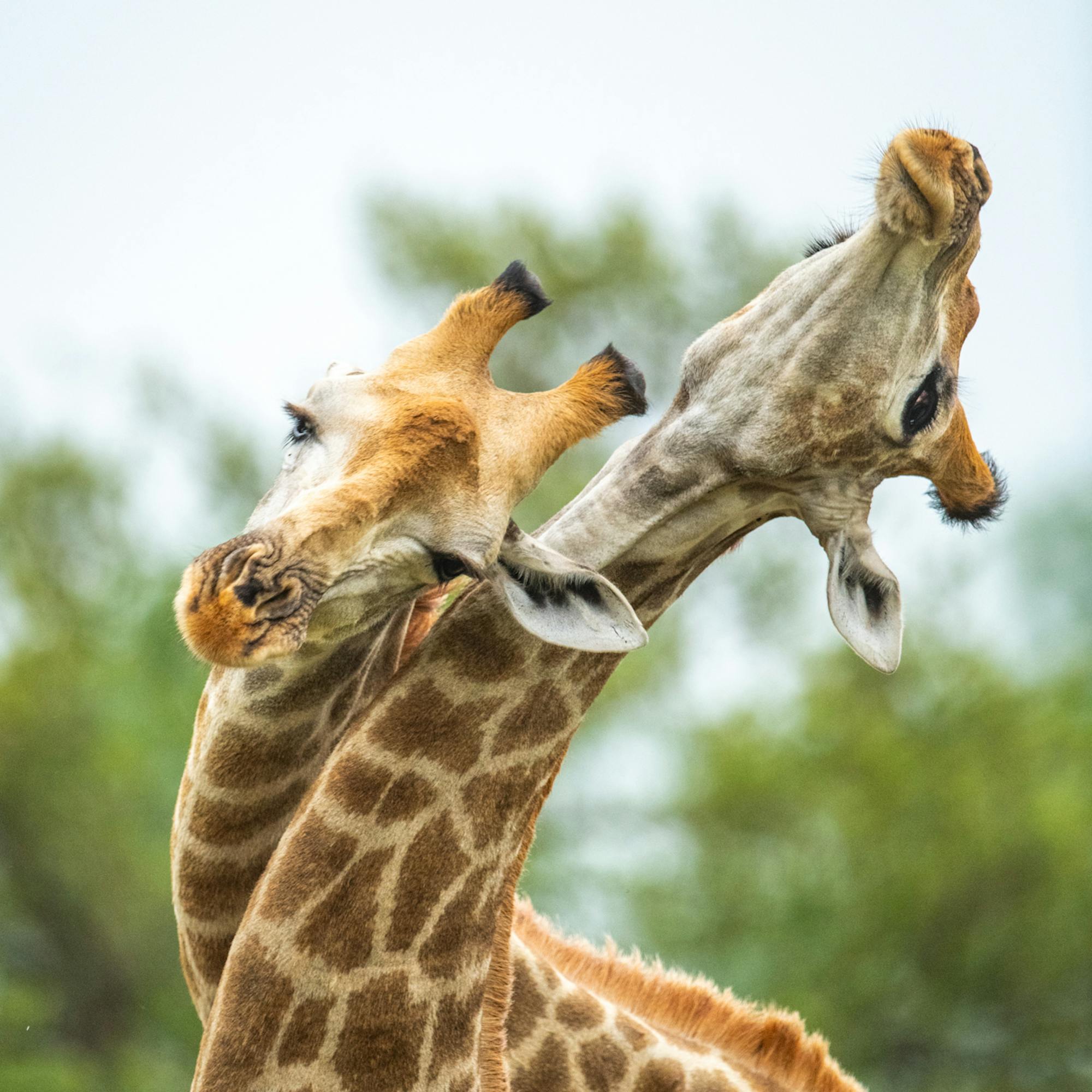 Close-up of a giraffe face and patterned neck, with soft light and blurred bushland in the background.