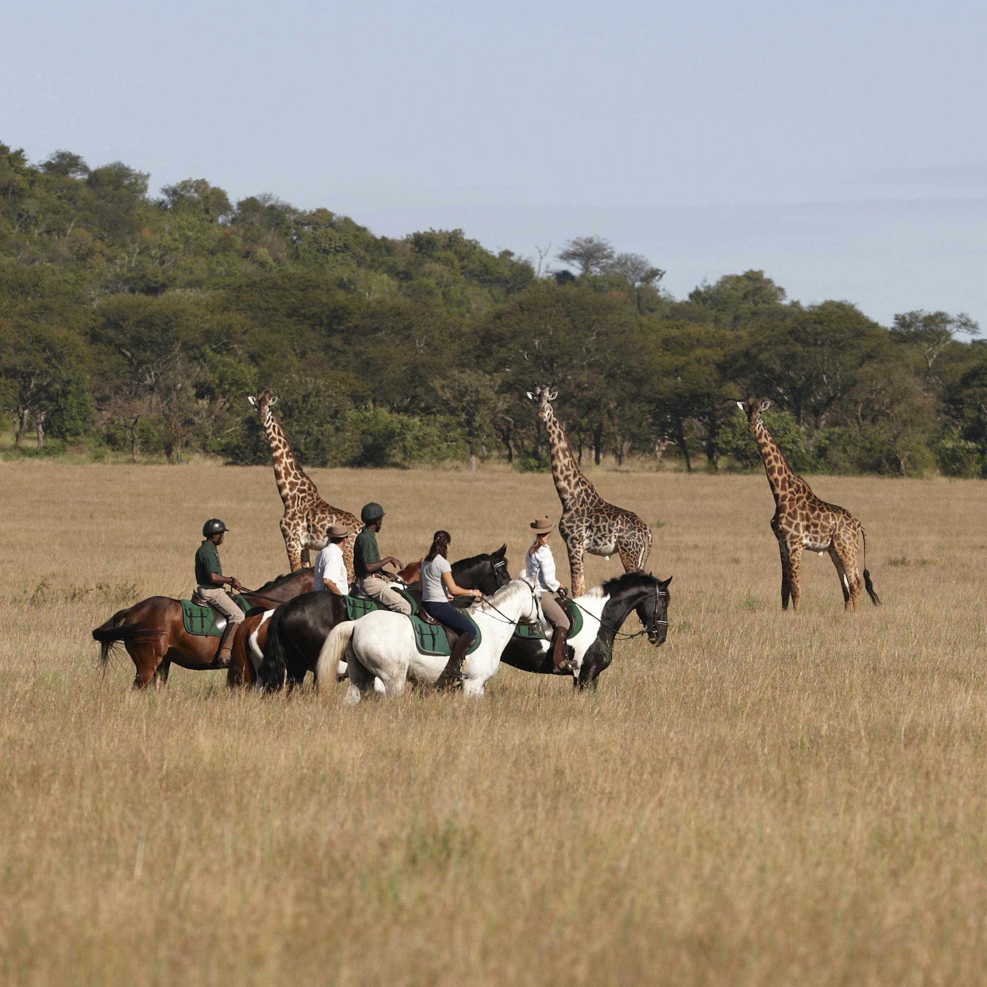 Riders on horseback cross open savanna while giraffes graze nearby, with low hills and acacia trees beyond.