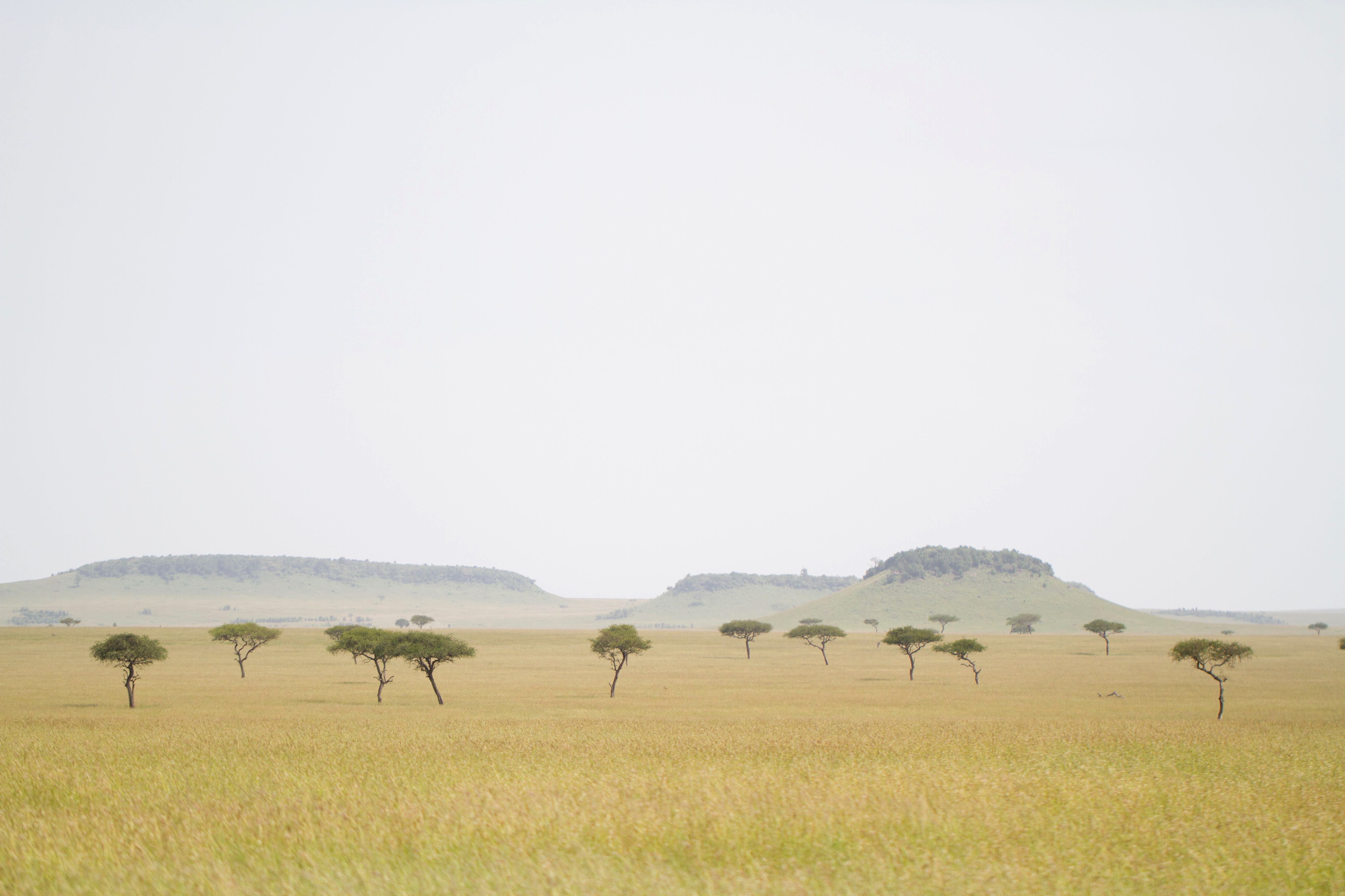 Wide grassland dotted with acacia trees and distant animal silhouettes stretches toward hazy hills under a pale sky.