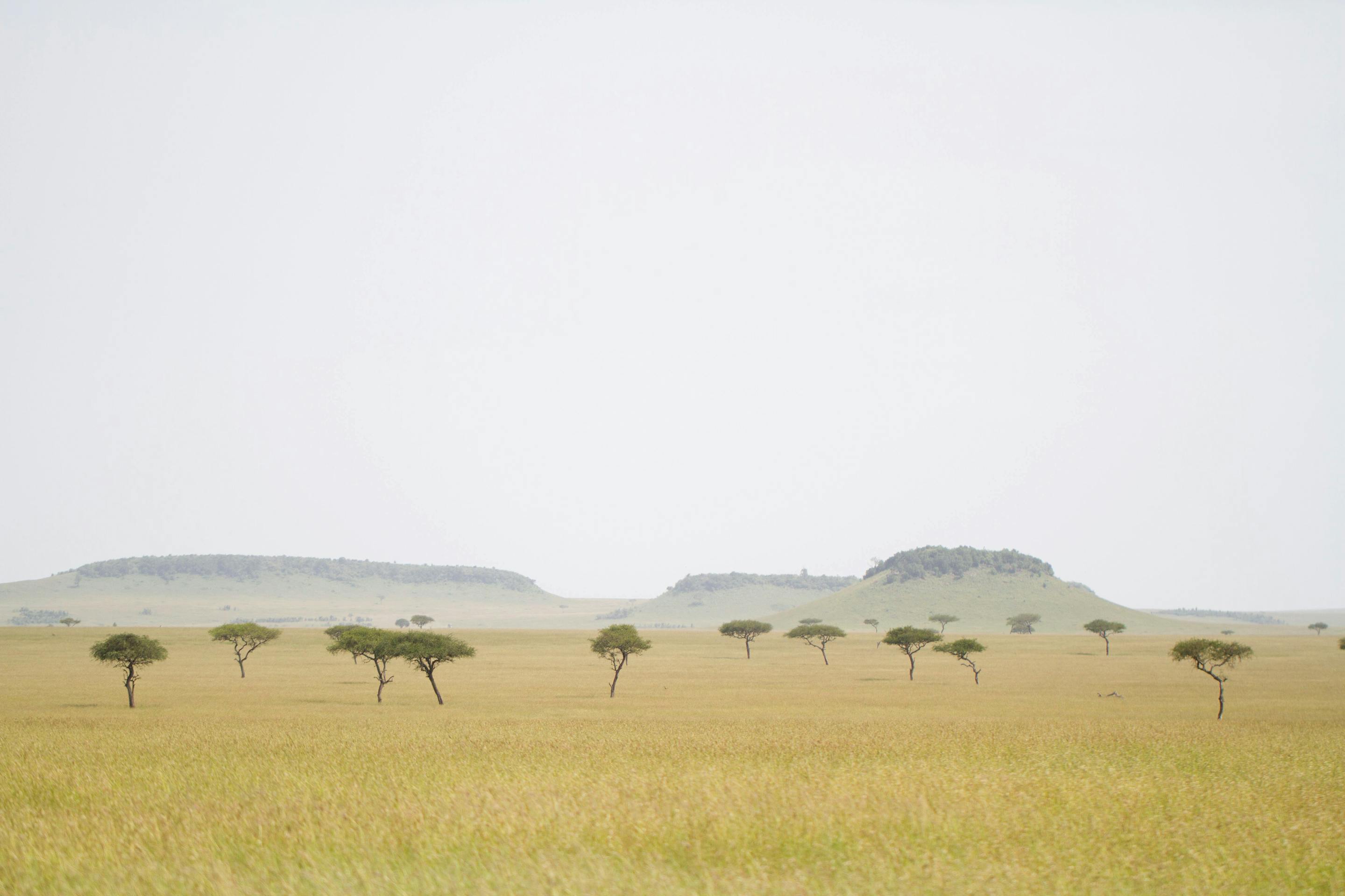 Wide grassland dotted with acacia trees and distant animal silhouettes stretches toward hazy hills under a pale sky.