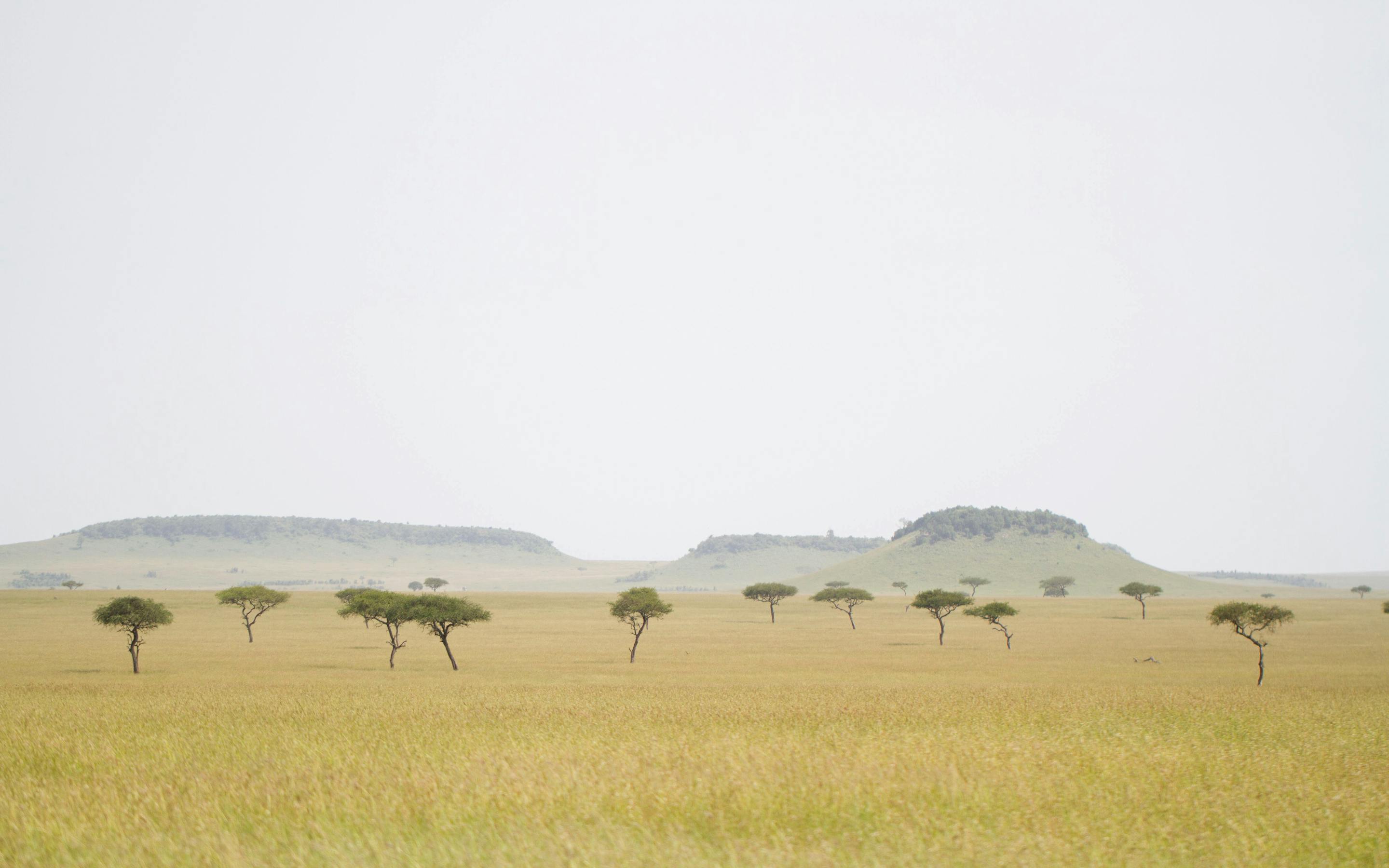 Wide grassland dotted with acacia trees and distant animal silhouettes stretches toward hazy hills under a pale sky.