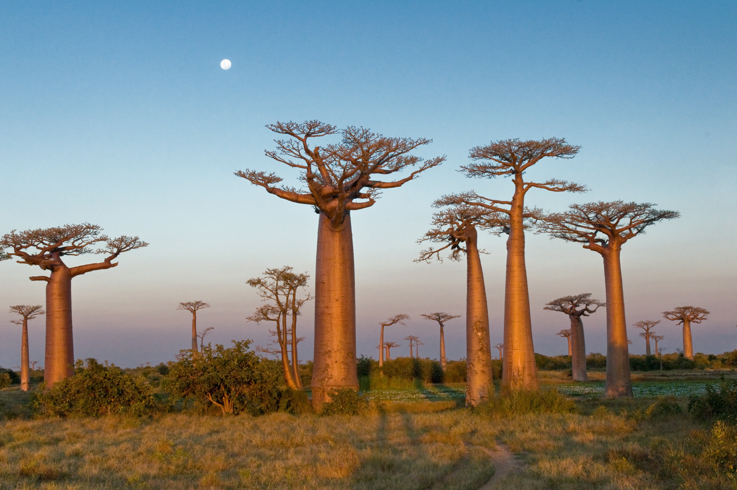 Baobab trees rise over scrubby ground at dusk, lit by warm sunset tones with a small moon high in the sky.