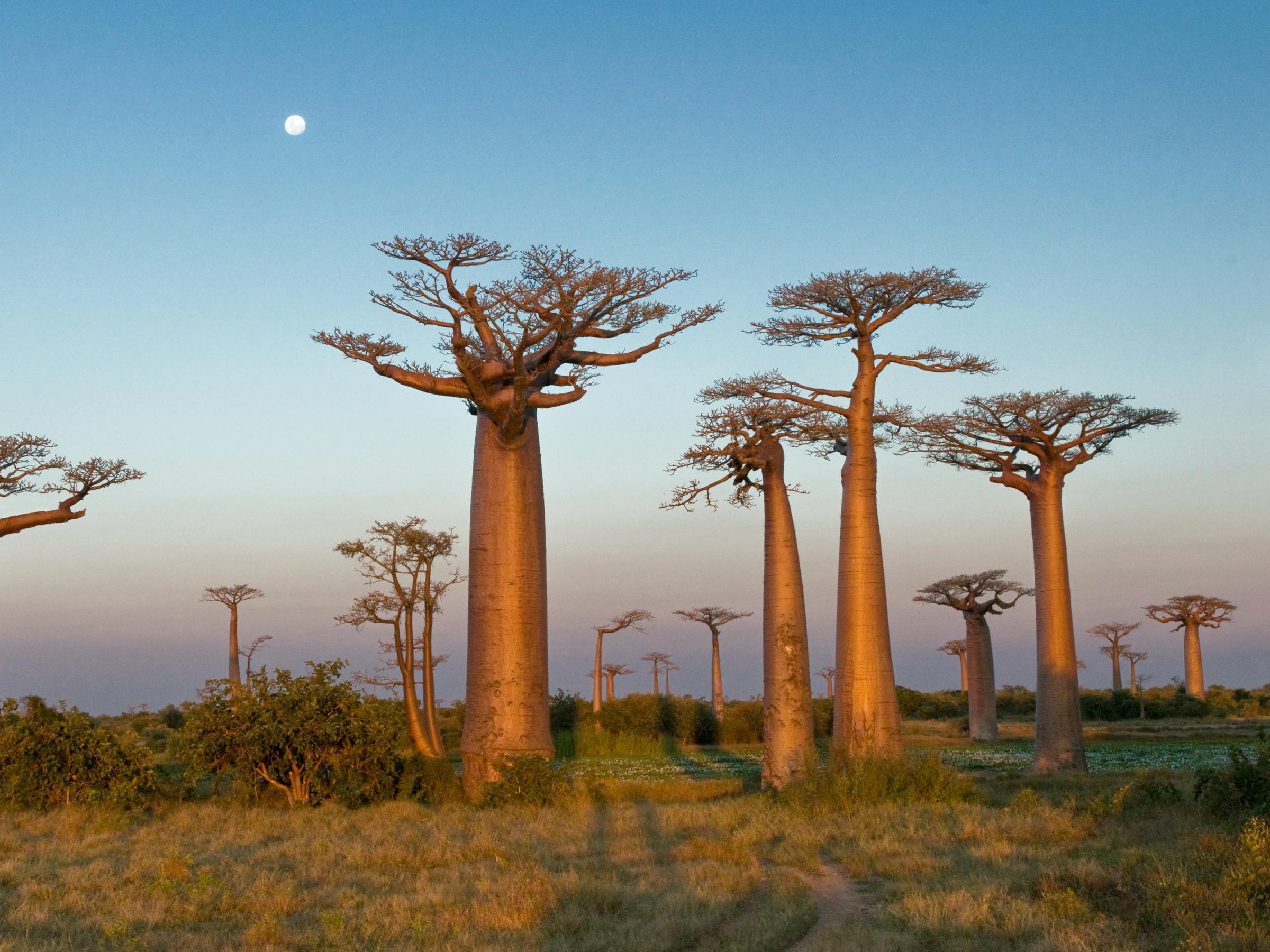 Baobab trees rise over scrubby ground at dusk, lit by warm sunset tones with a small moon high in the sky.
