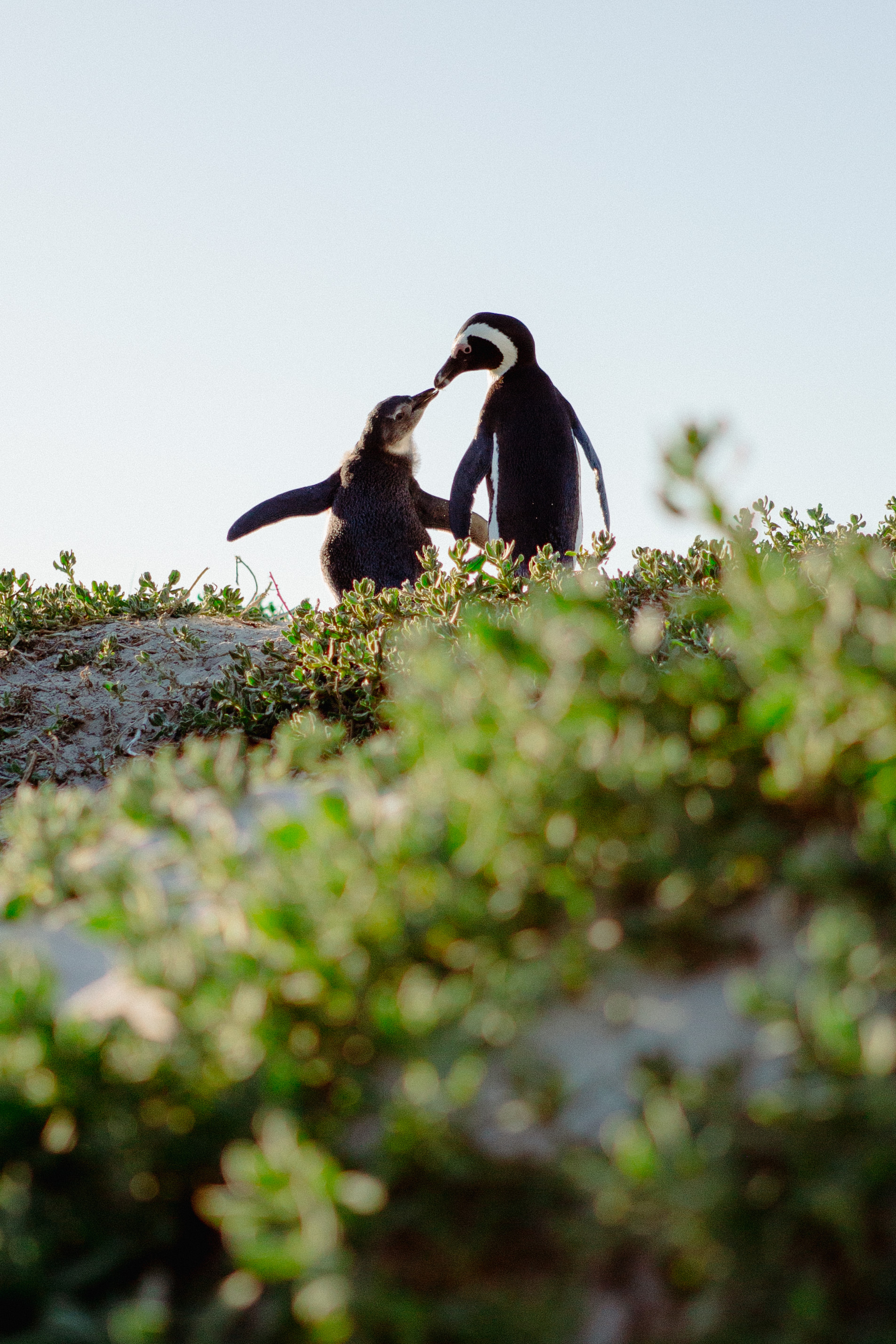 Two penguins stand on a rocky outcrop above low green plants, silhouetted against a bright, pale sky overhead.
