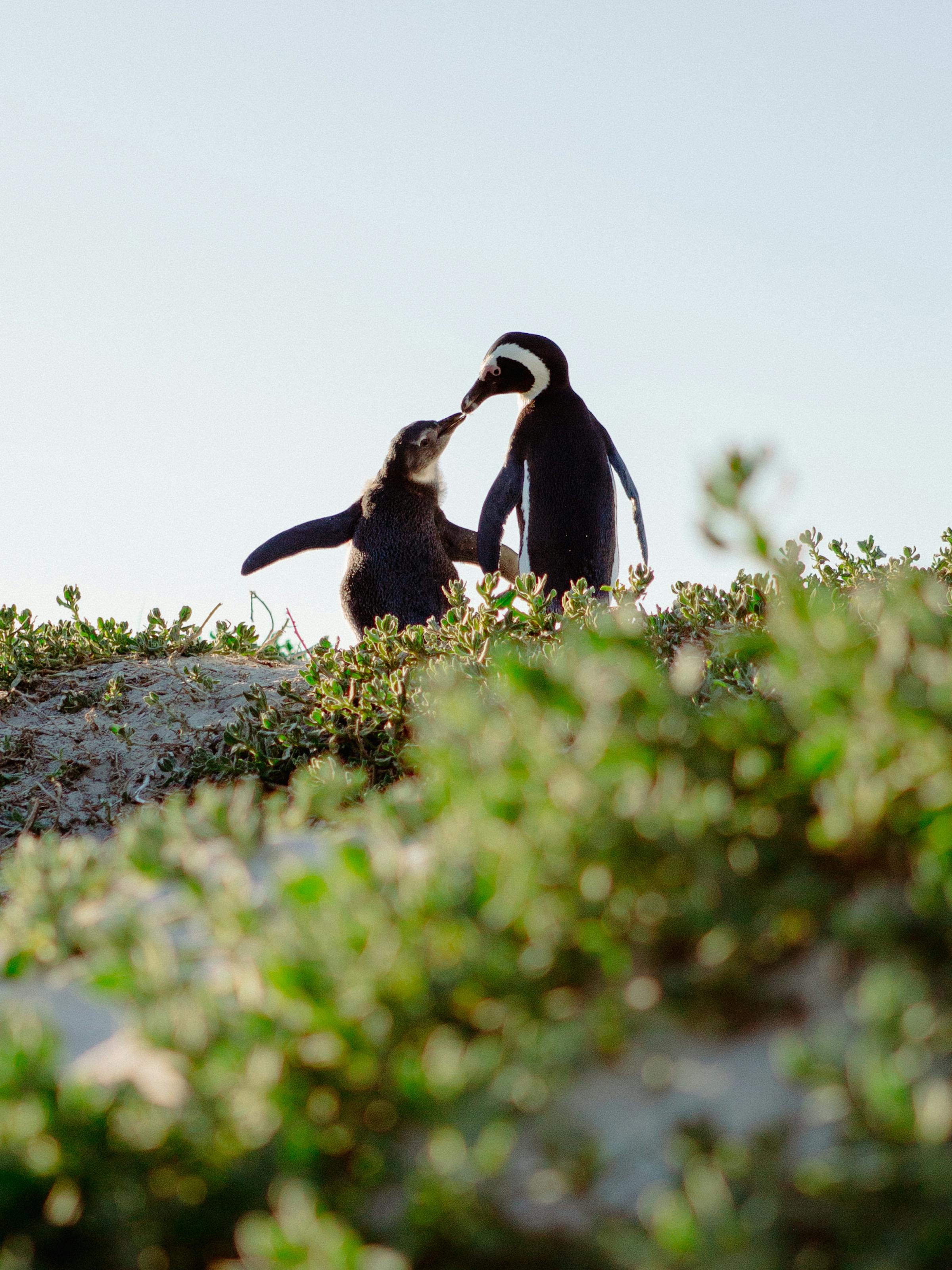 Two penguins stand on a rocky outcrop above low green plants, silhouetted against a bright, pale sky overhead.