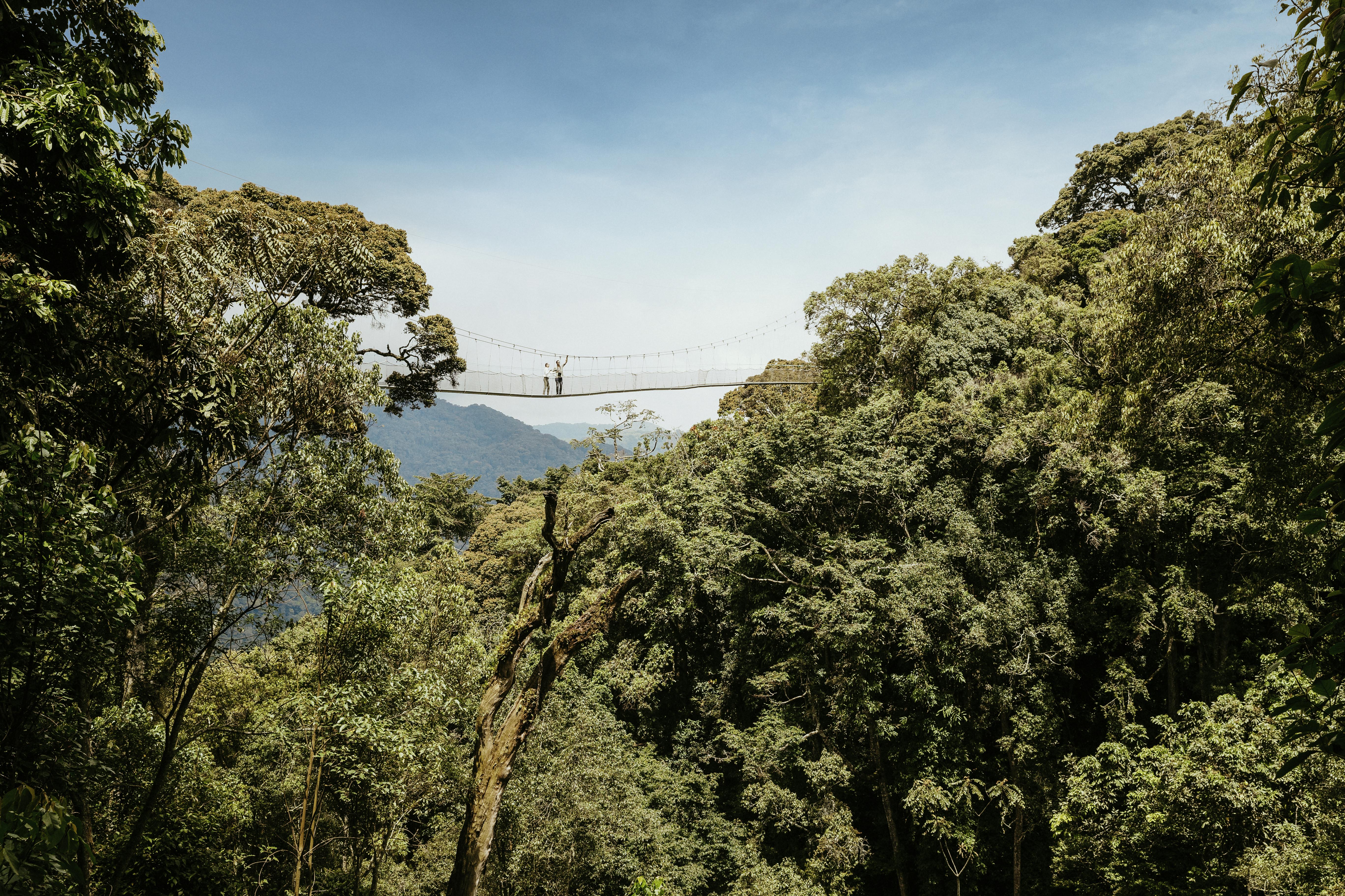 A suspended canopy bridge spans lush rainforest treetops, with small figures walking high above the valley.
