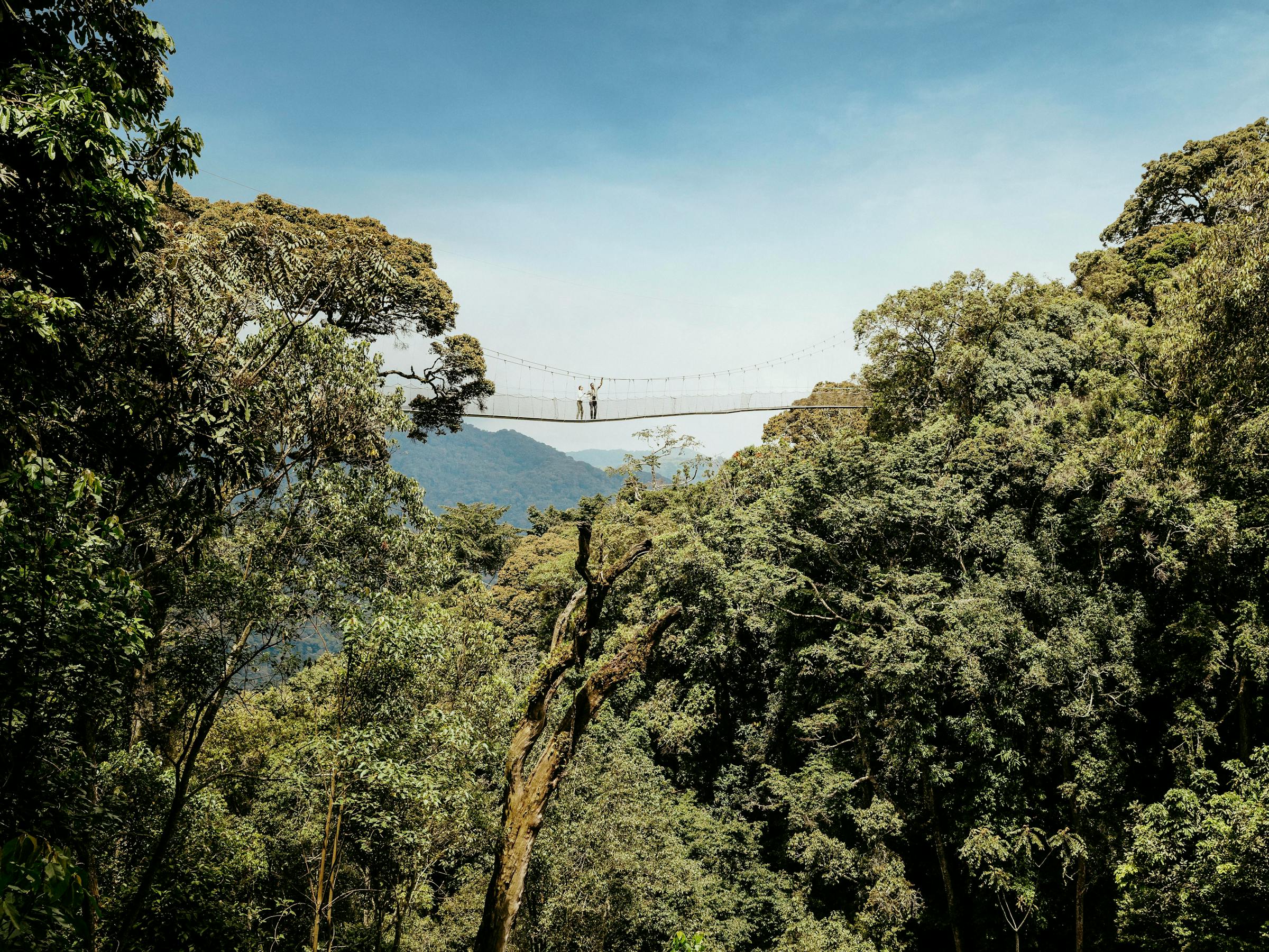 A suspended canopy bridge spans lush rainforest treetops, with small figures walking high above the valley.