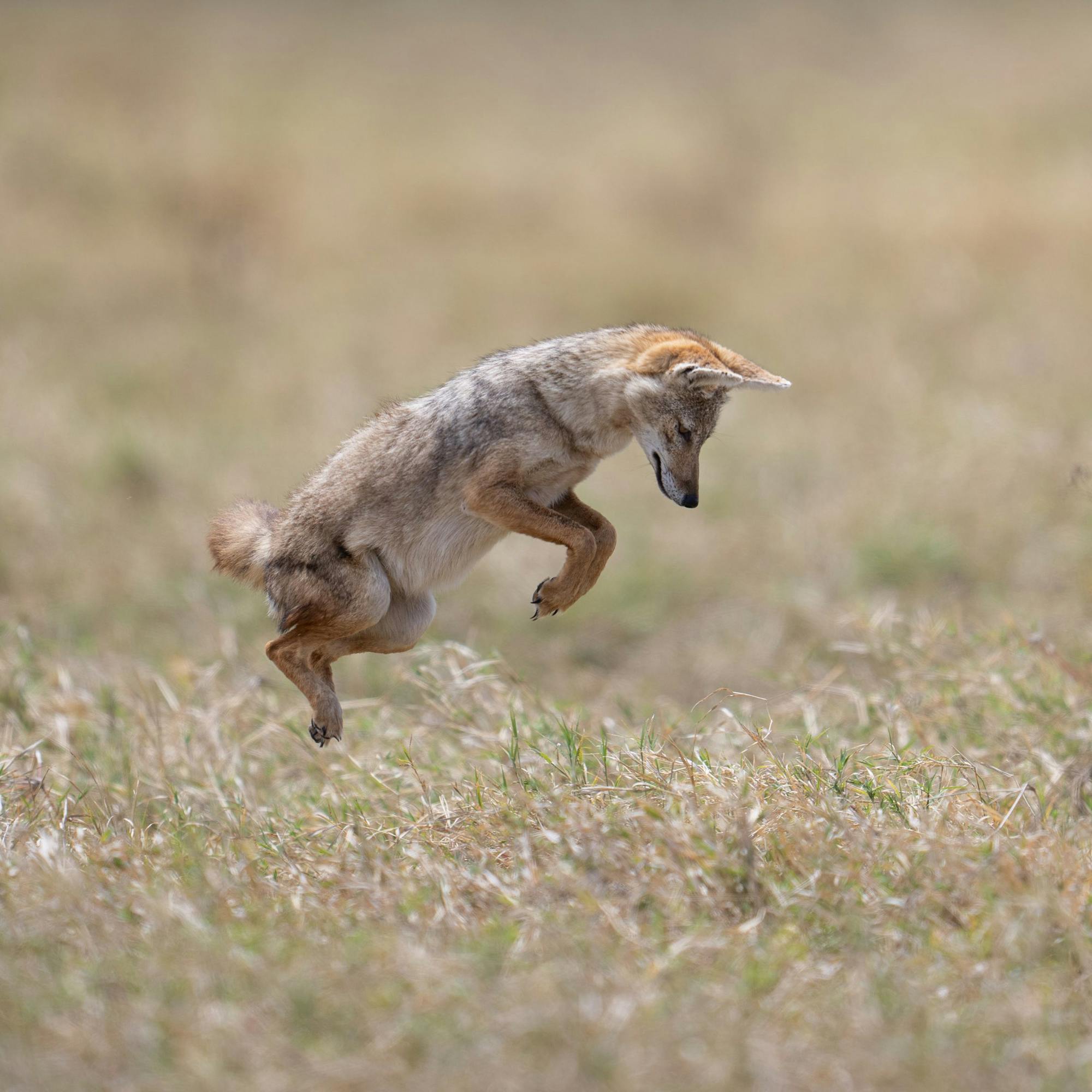 A small wild canid leaps above dry grass, paws tucked as it pounces toward the ground on an open plain.
