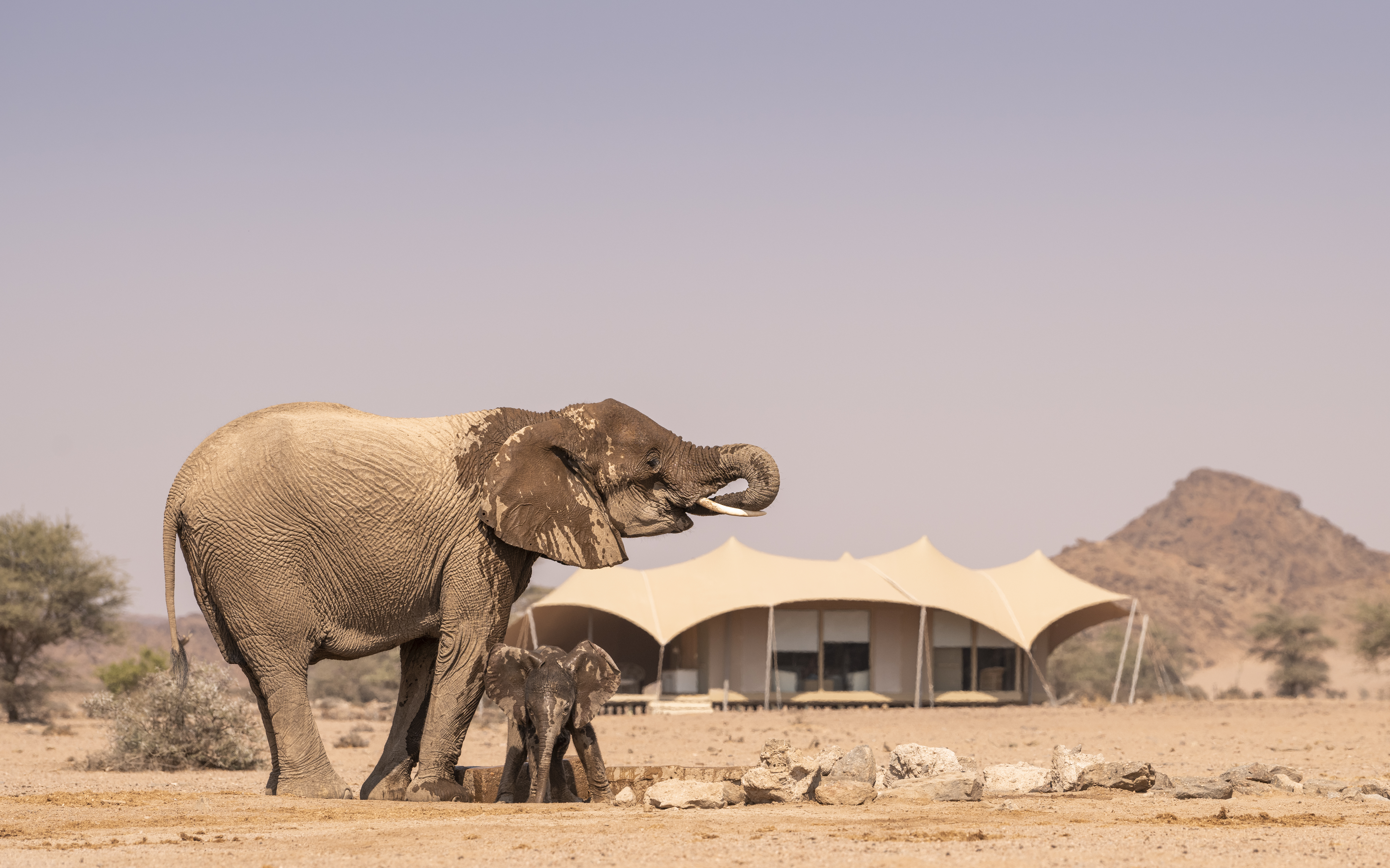 An elephant stands beside a low tented camp on a dry desert plain, with rocky hills rising in the background.