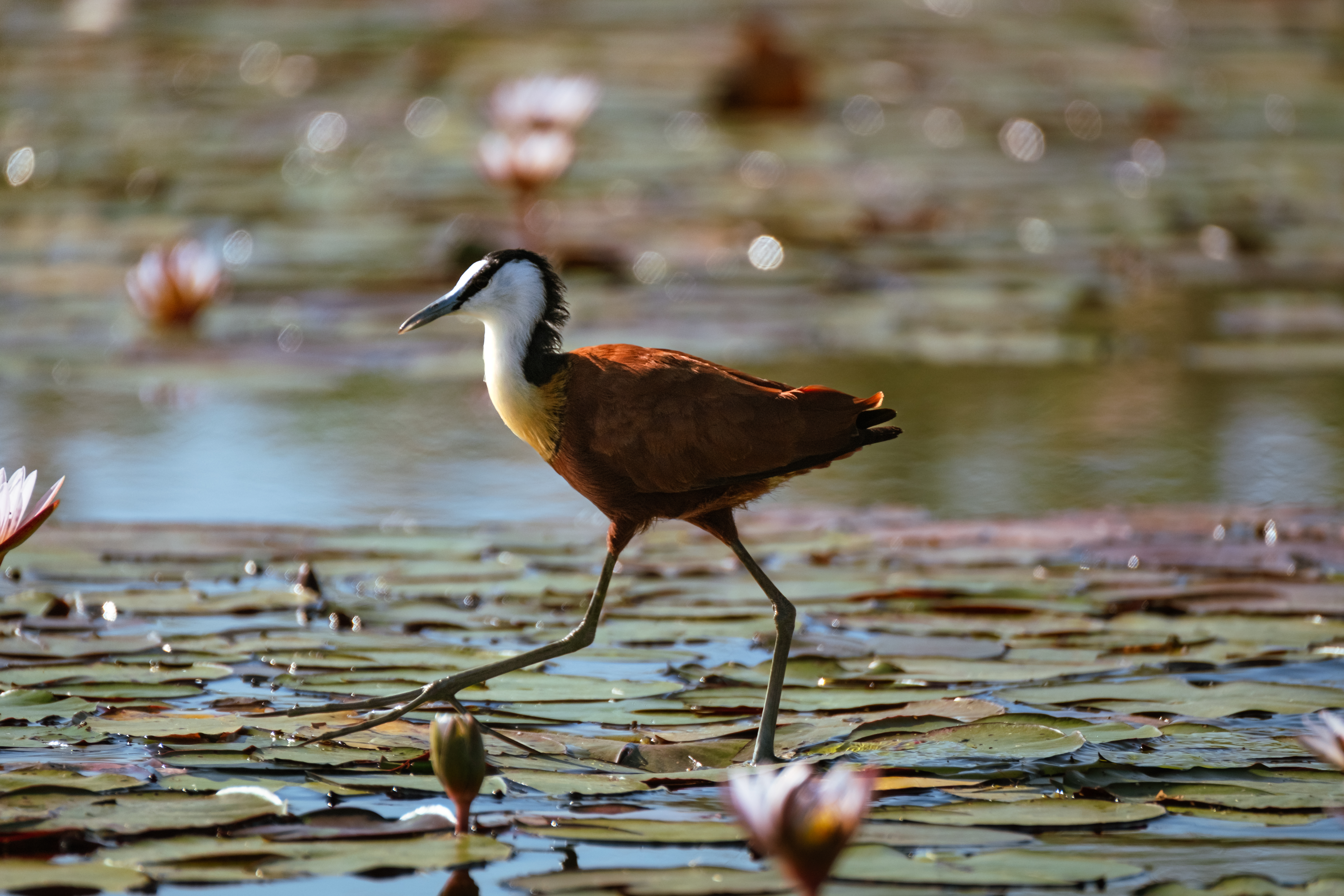 A wading bird steps across lily pads on still water, with soft reflections and blurred reeds in the distance.