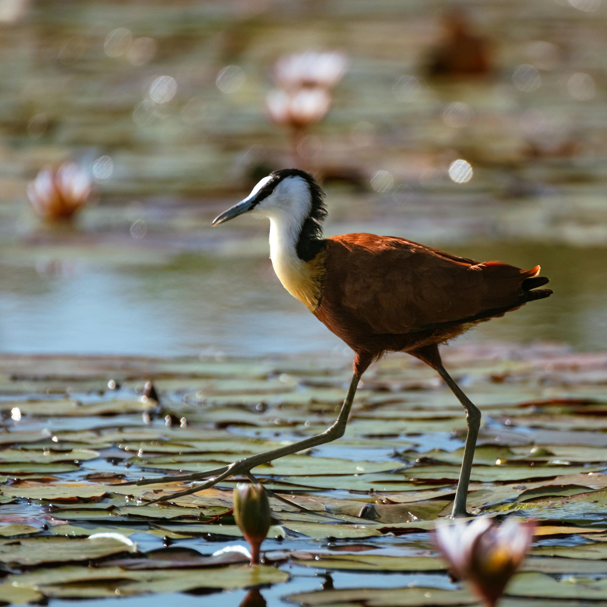 A wading bird steps across lily pads on still water, with soft reflections and blurred reeds in the distance.