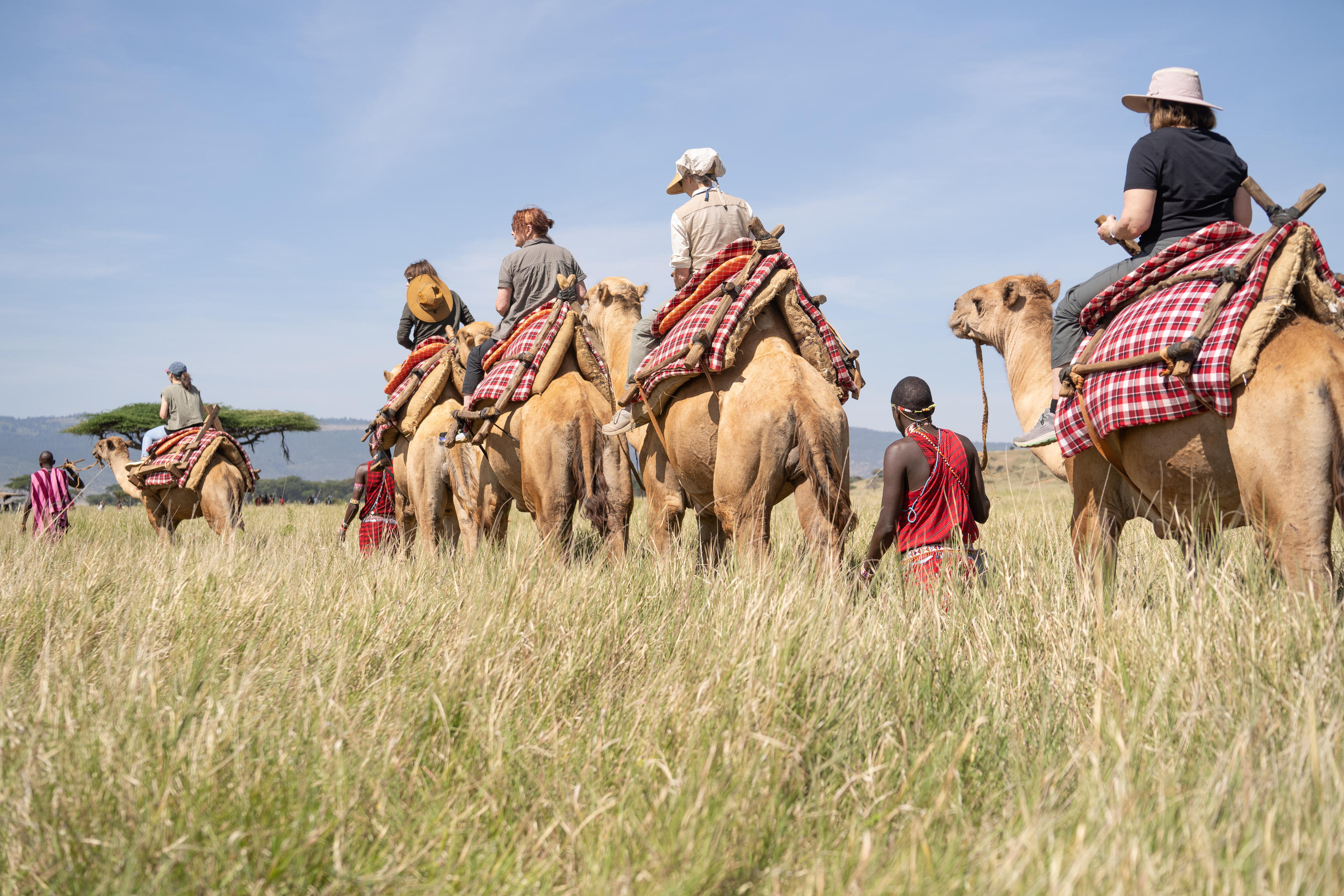 Guides in colorful wraps lead a line of camels through tall grass, with riders silhouetted against the sky.