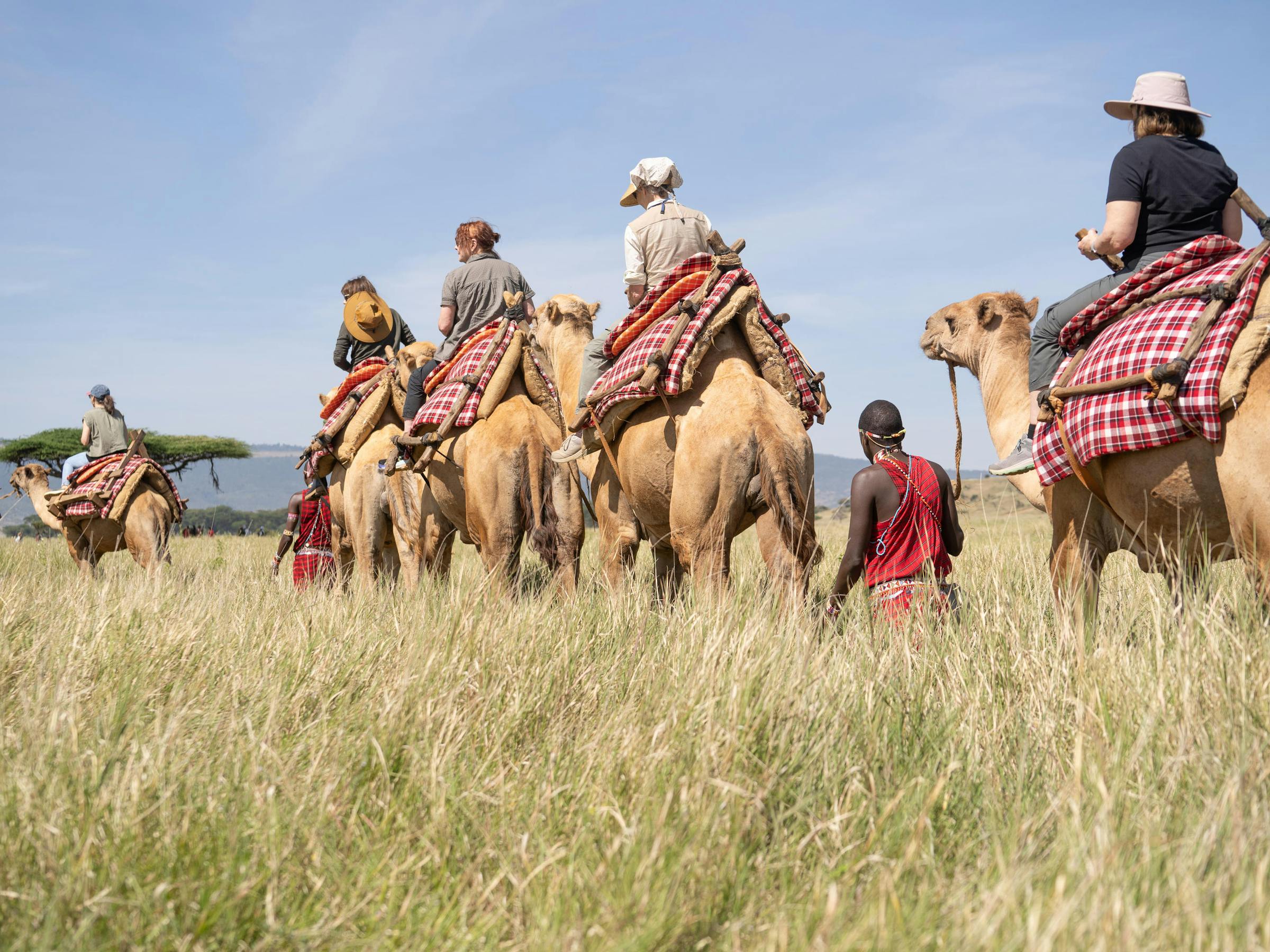 Guides in colorful wraps lead a line of camels through tall grass, with riders silhouetted against the sky.