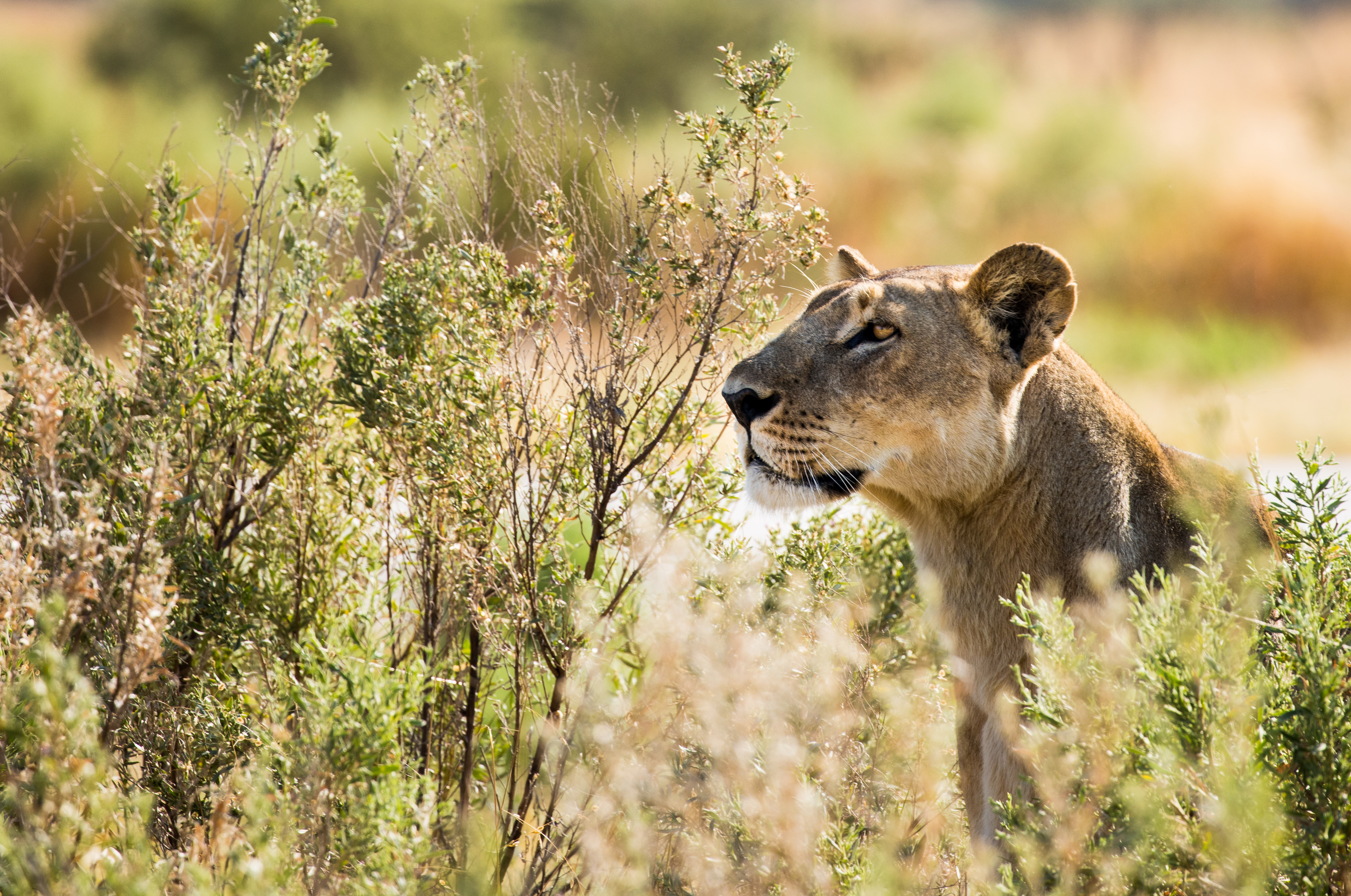 A lioness peers through tall dry grass, her face in sharp focus against a softly blurred green background.