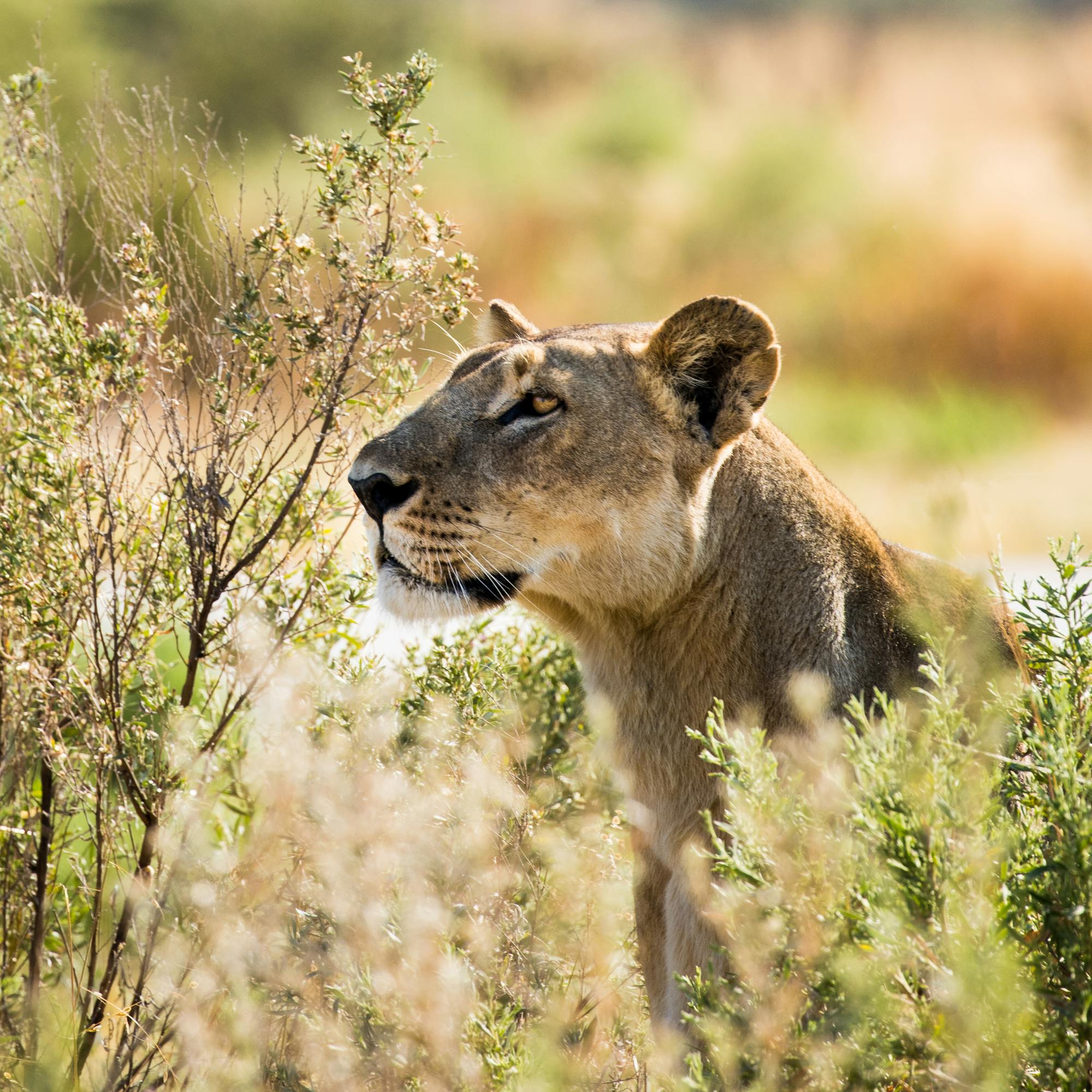 A lioness peers through tall dry grass, her face in sharp focus against a softly blurred green background.