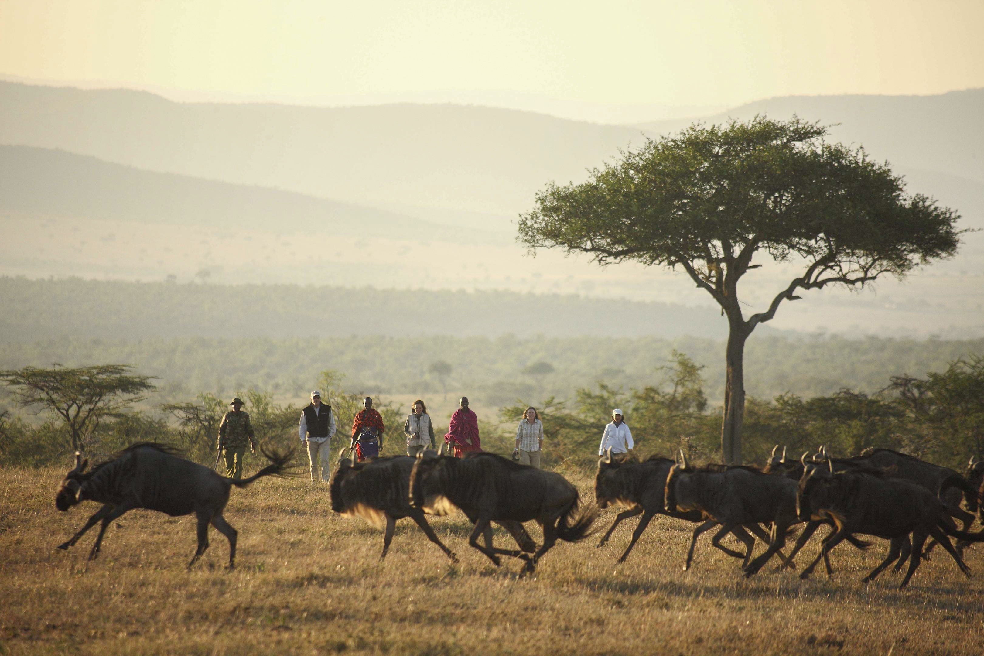 A herd of wildebeest runs across open grassland while a small group of people walks behind near a lone tree.
