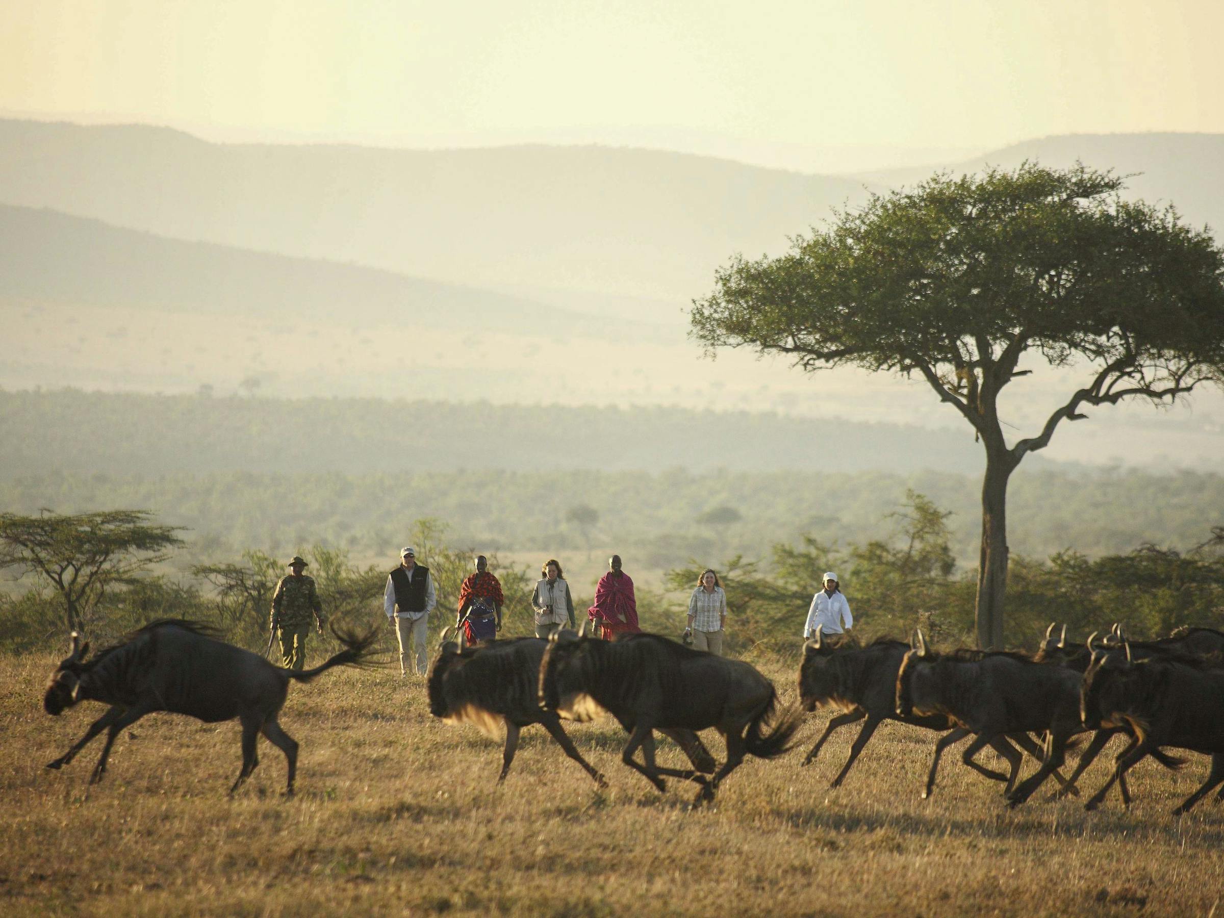 A herd of wildebeest runs across open grassland while a small group of people walks behind near a lone tree.