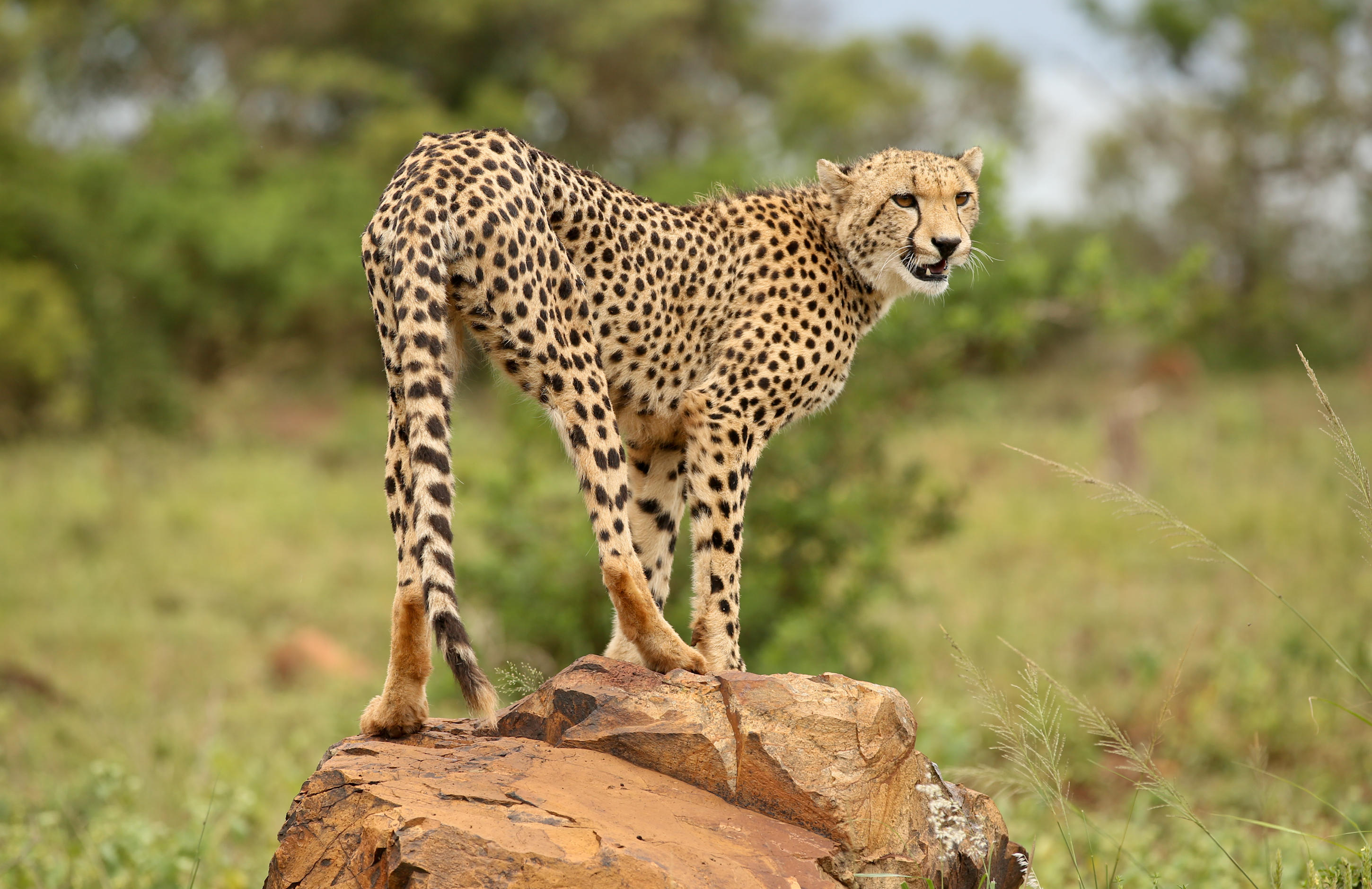 A spotted cheetah stands alert on a rock, scanning the grassy bushveld as late sunlight quietly warms its coat.