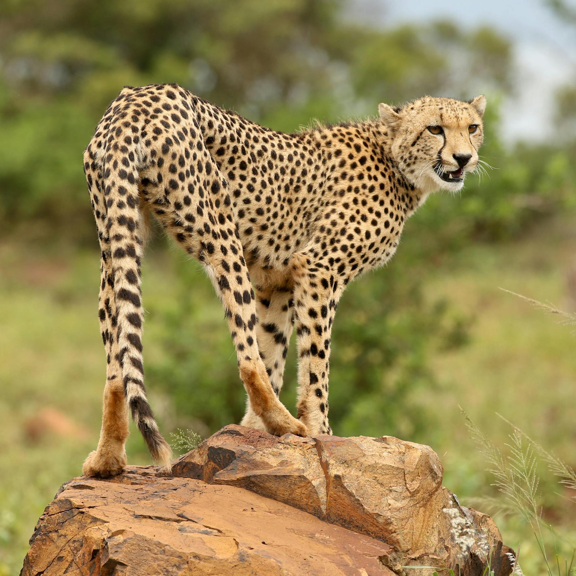 A spotted cheetah stands alert on a rock, scanning the grassy bushveld as late sunlight quietly warms its coat.