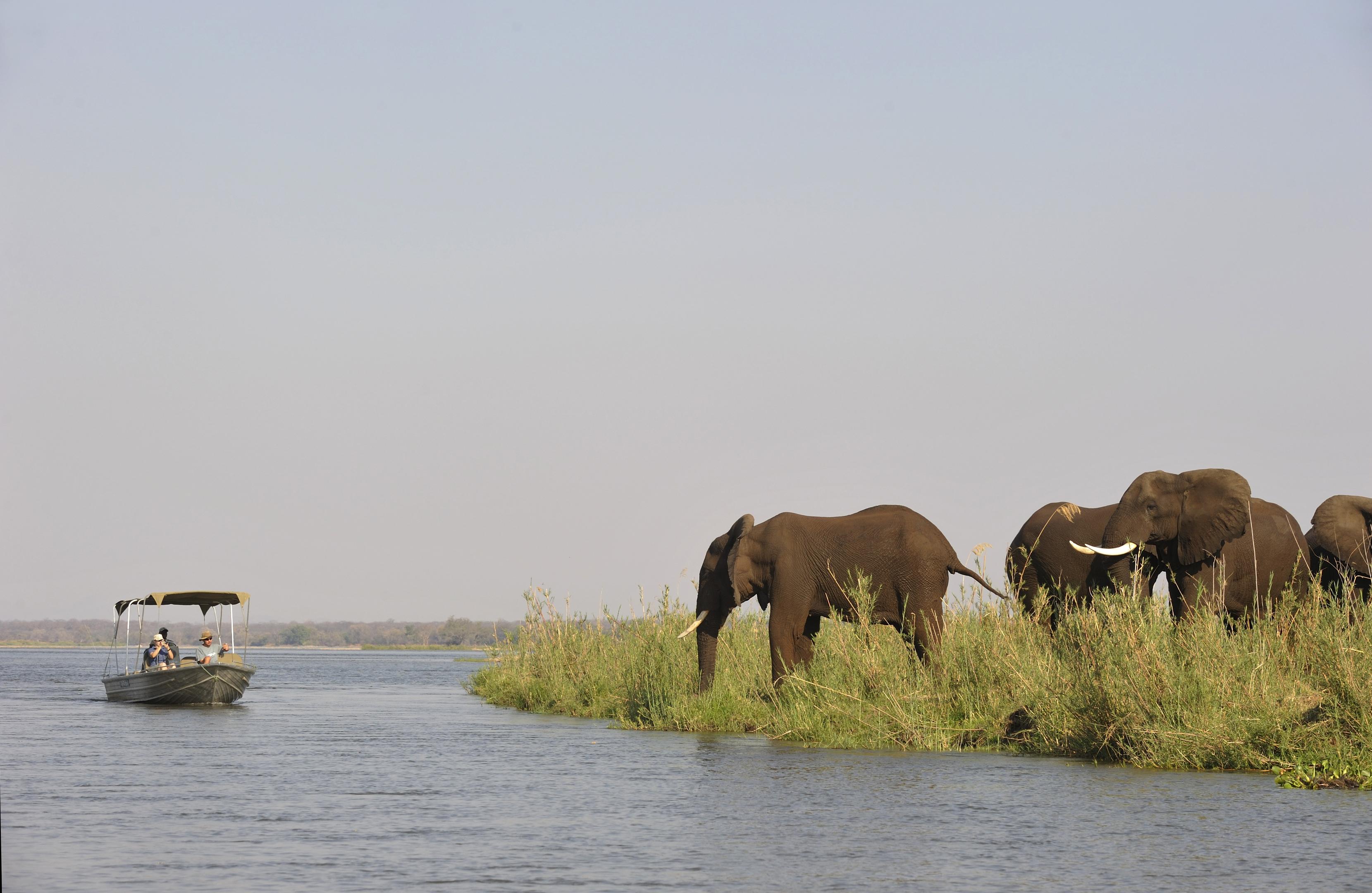 Elephants wade through a calm river beside reeds, with a small boat anchored nearby and trees in the background.