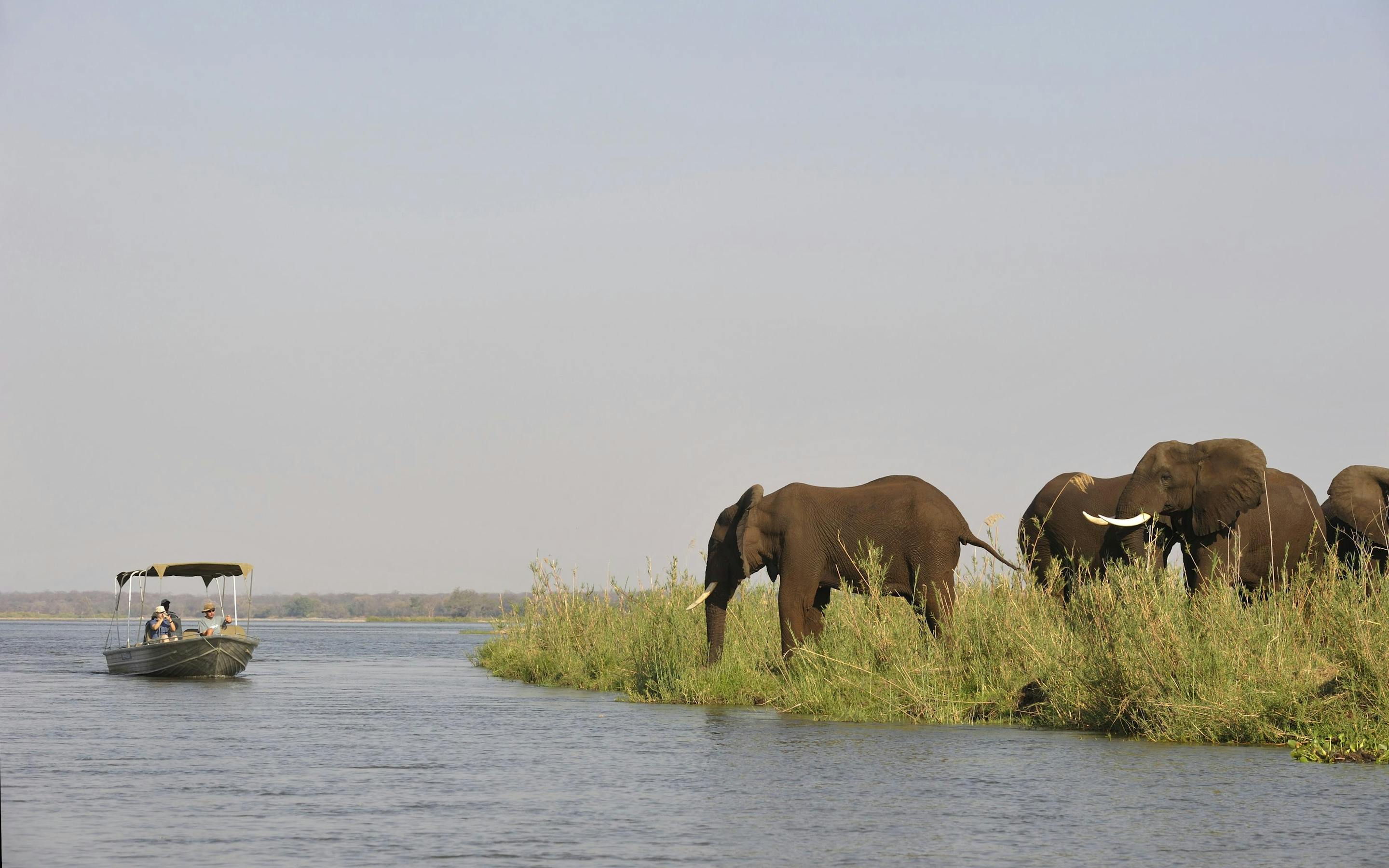 Elephants wade through a calm river beside reeds, with a small boat anchored nearby and trees in the background.