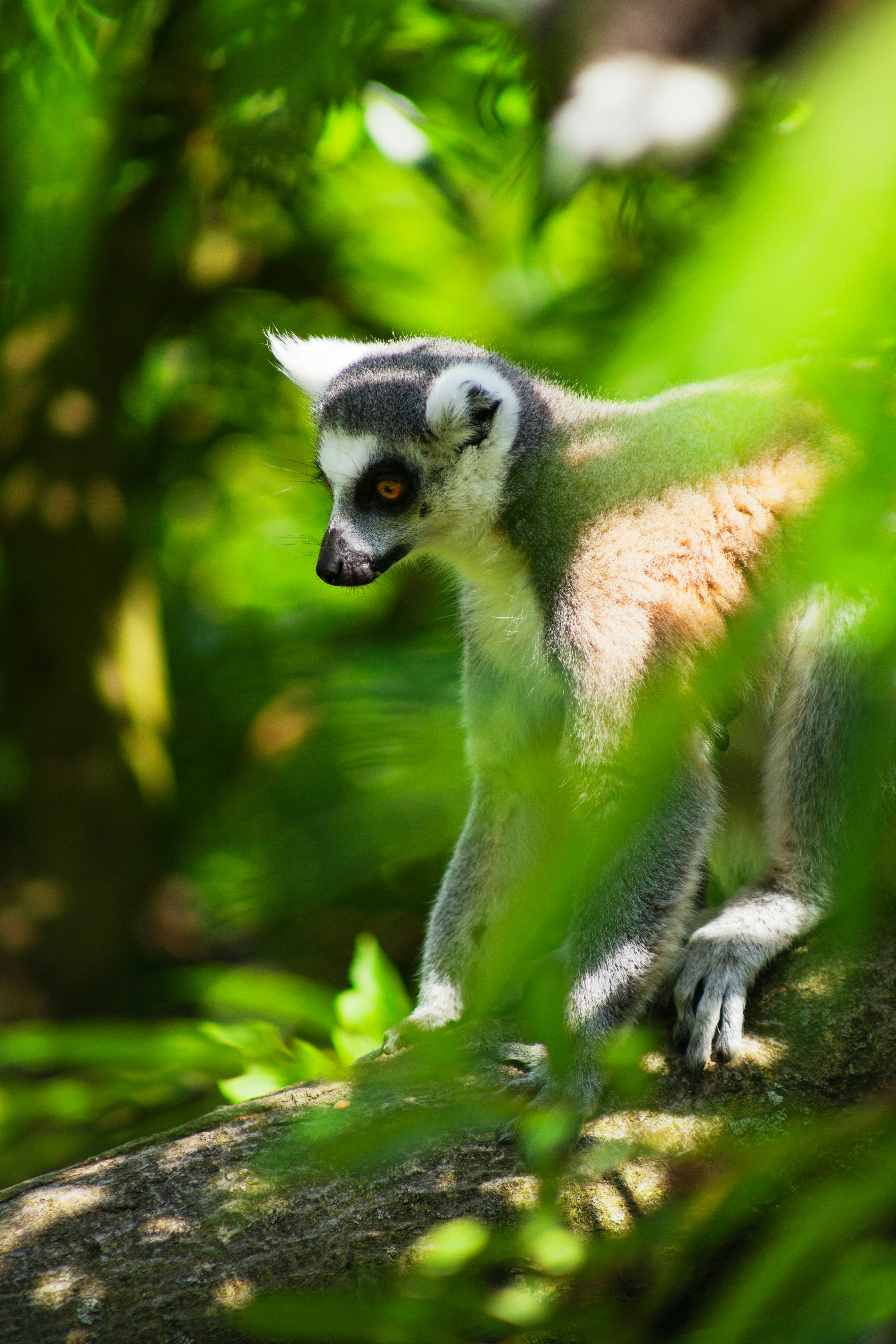 A lemur leaps between branches in a lush green forest, its long tail stretched out fully behind it in midair.