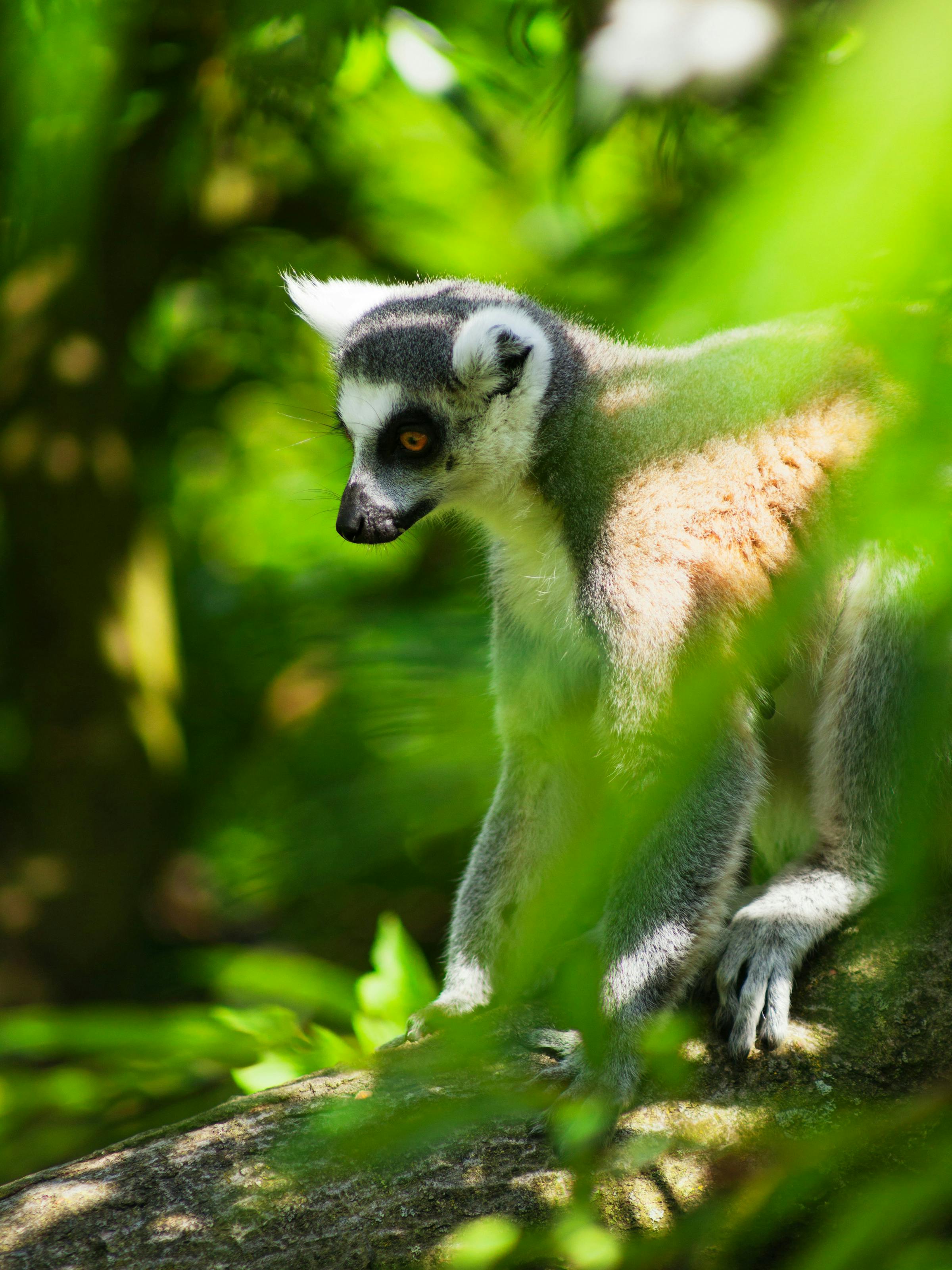 A lemur leaps between branches in a lush green forest, its long tail stretched out fully behind it in midair.